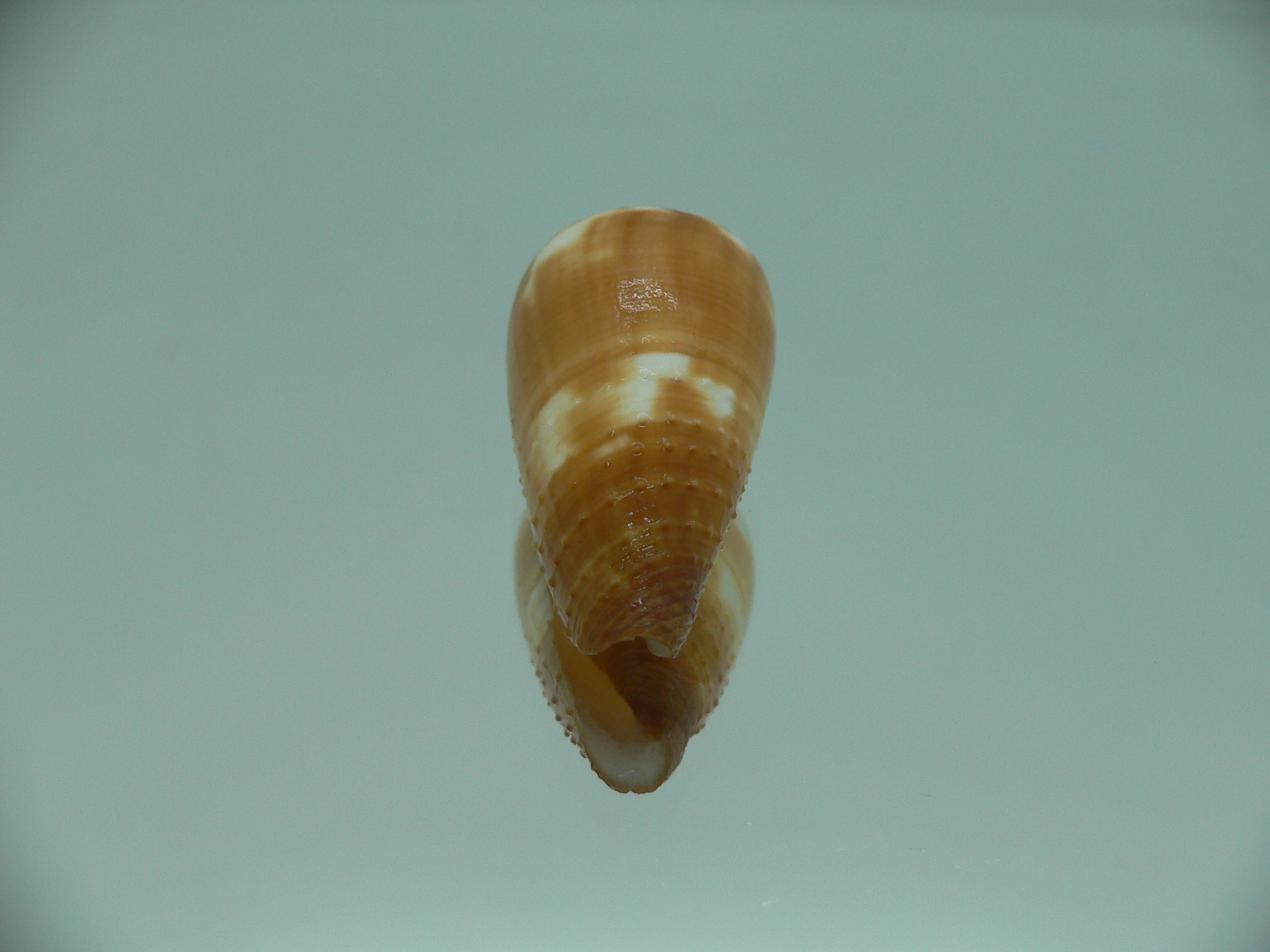 Conus magus metcalfii (var.)