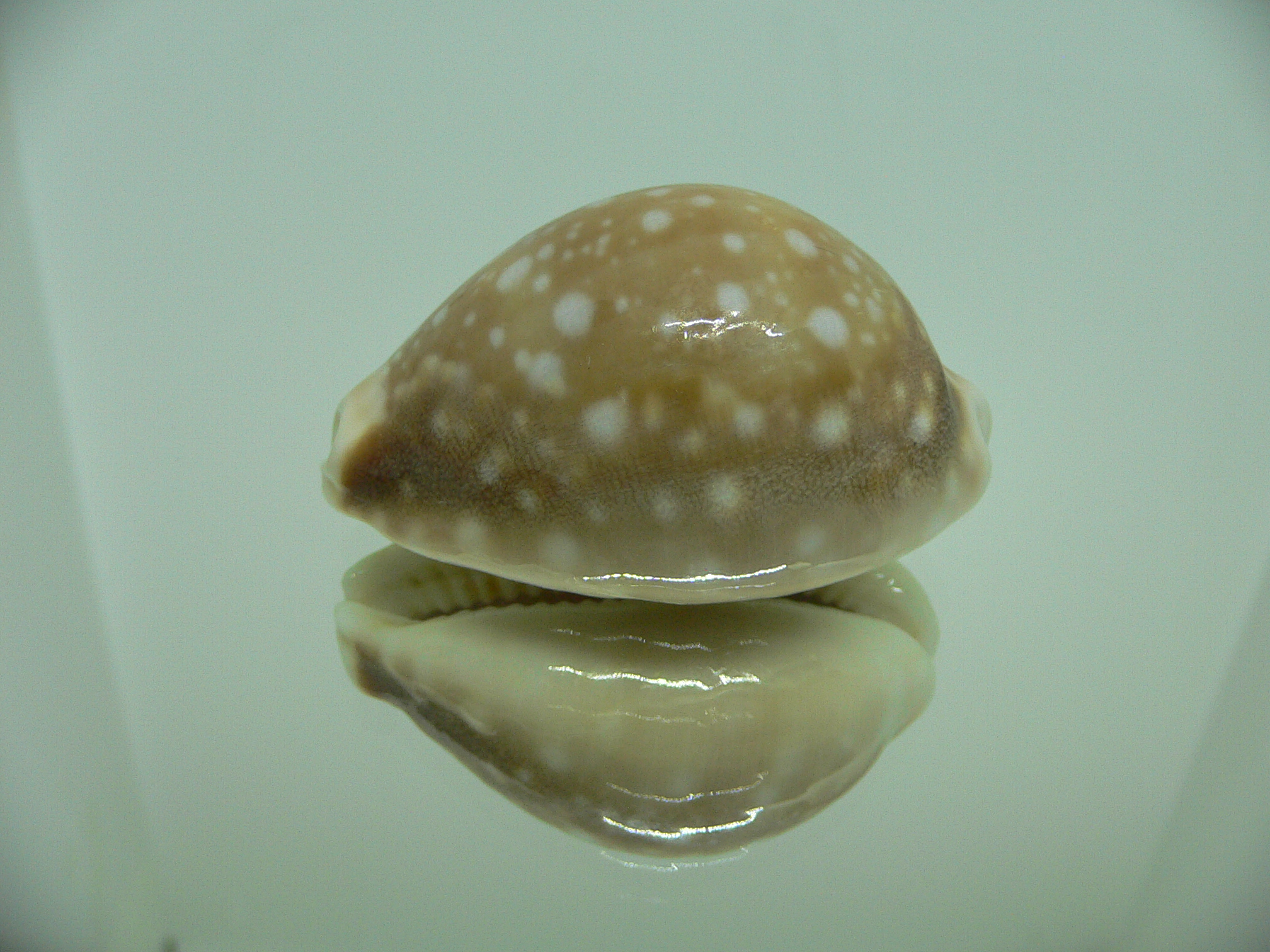 Cypraea vitellus vitellus UNUSUAL & HEAVY