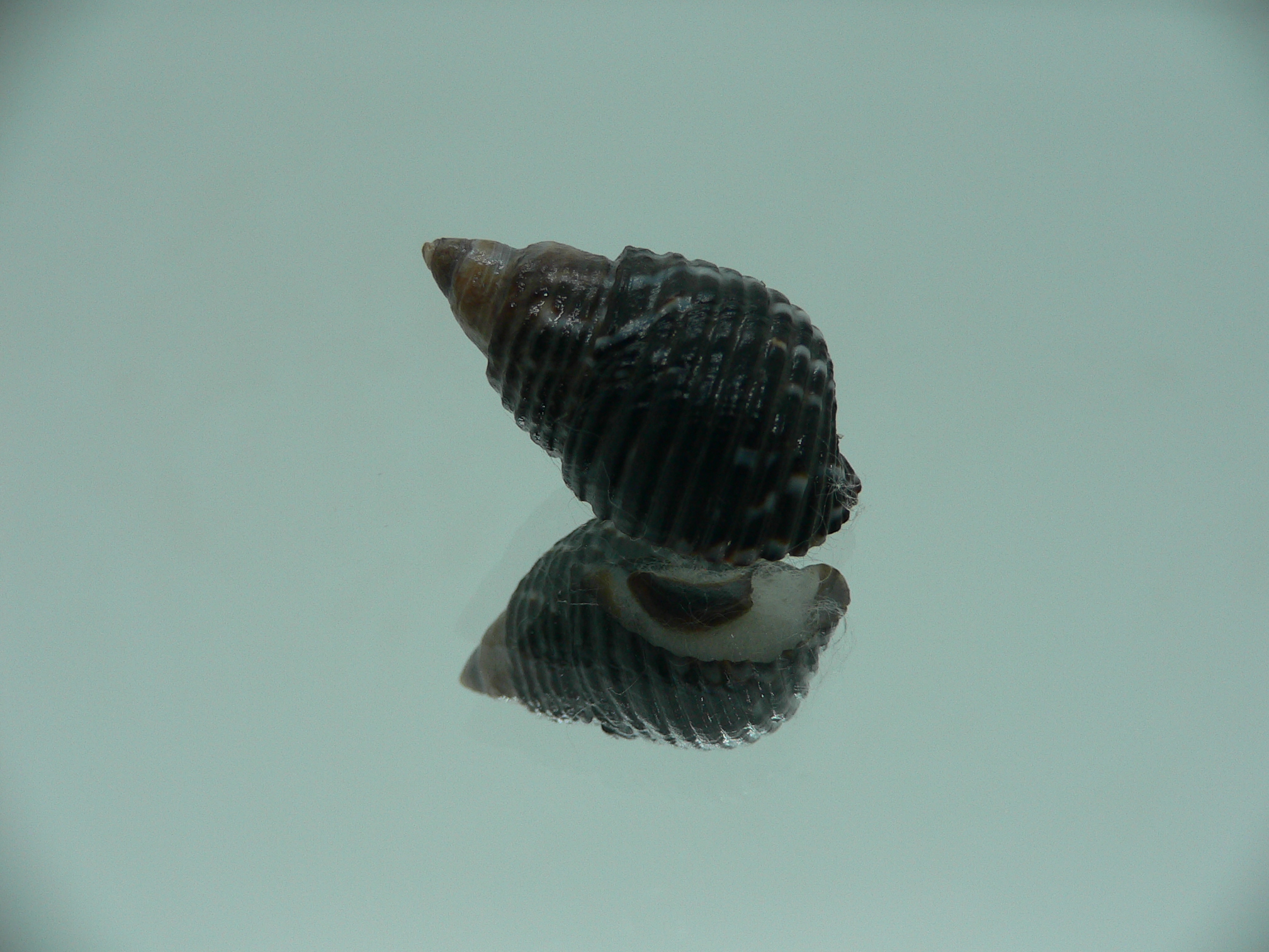 Planaxis sulcatus DARK