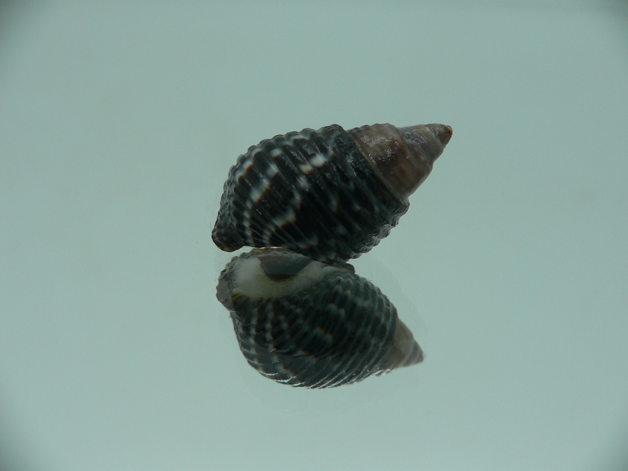 Planaxis sulcatus DARK