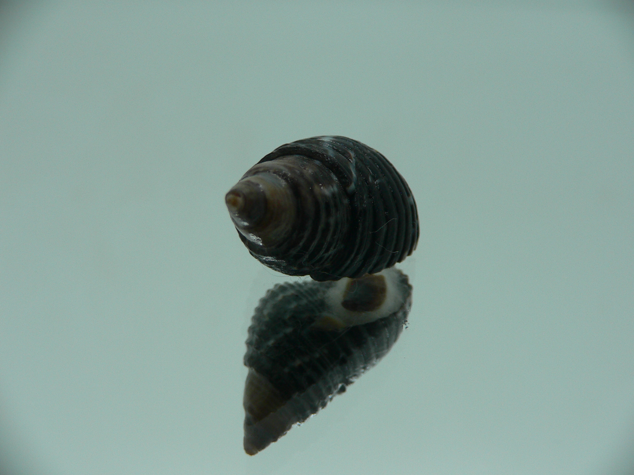 Planaxis sulcatus DARK