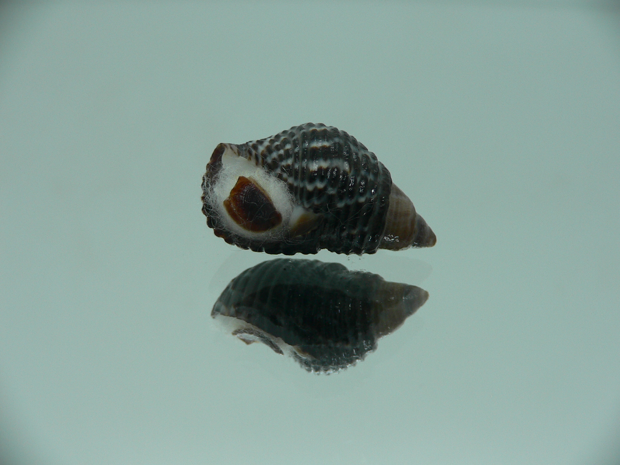 Planaxis sulcatus DARK