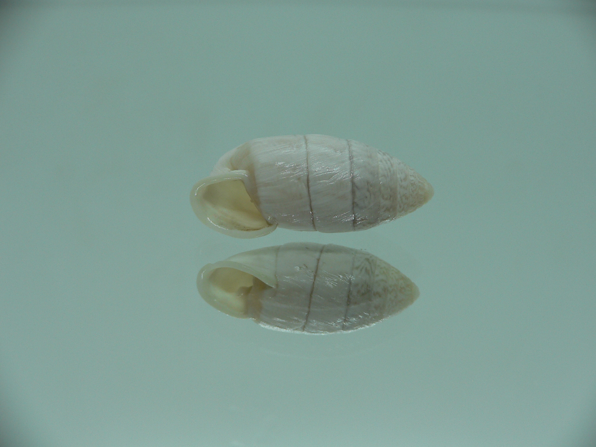 Cerion aff. sublaevigatum