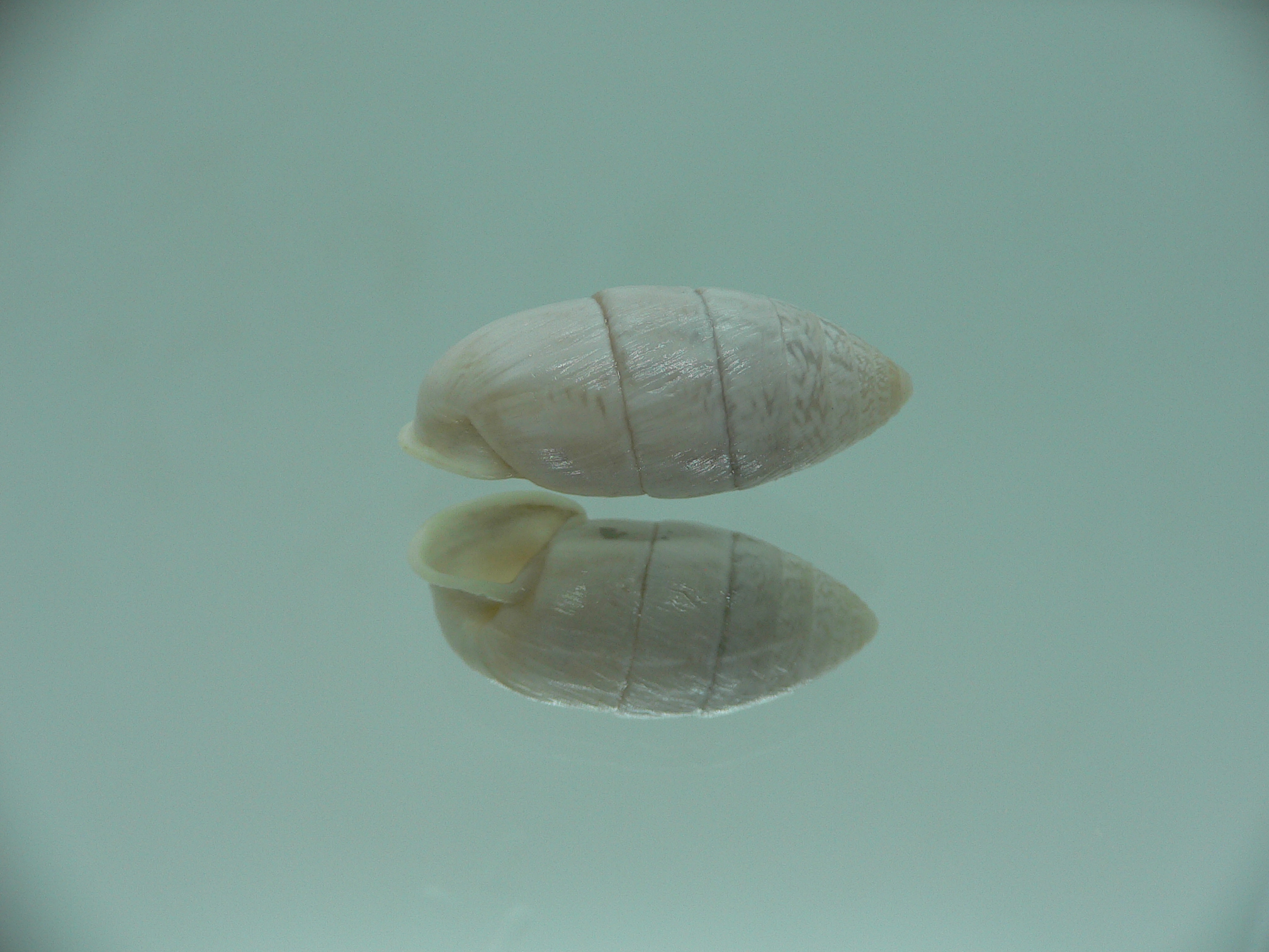 Cerion aff. sublaevigatum