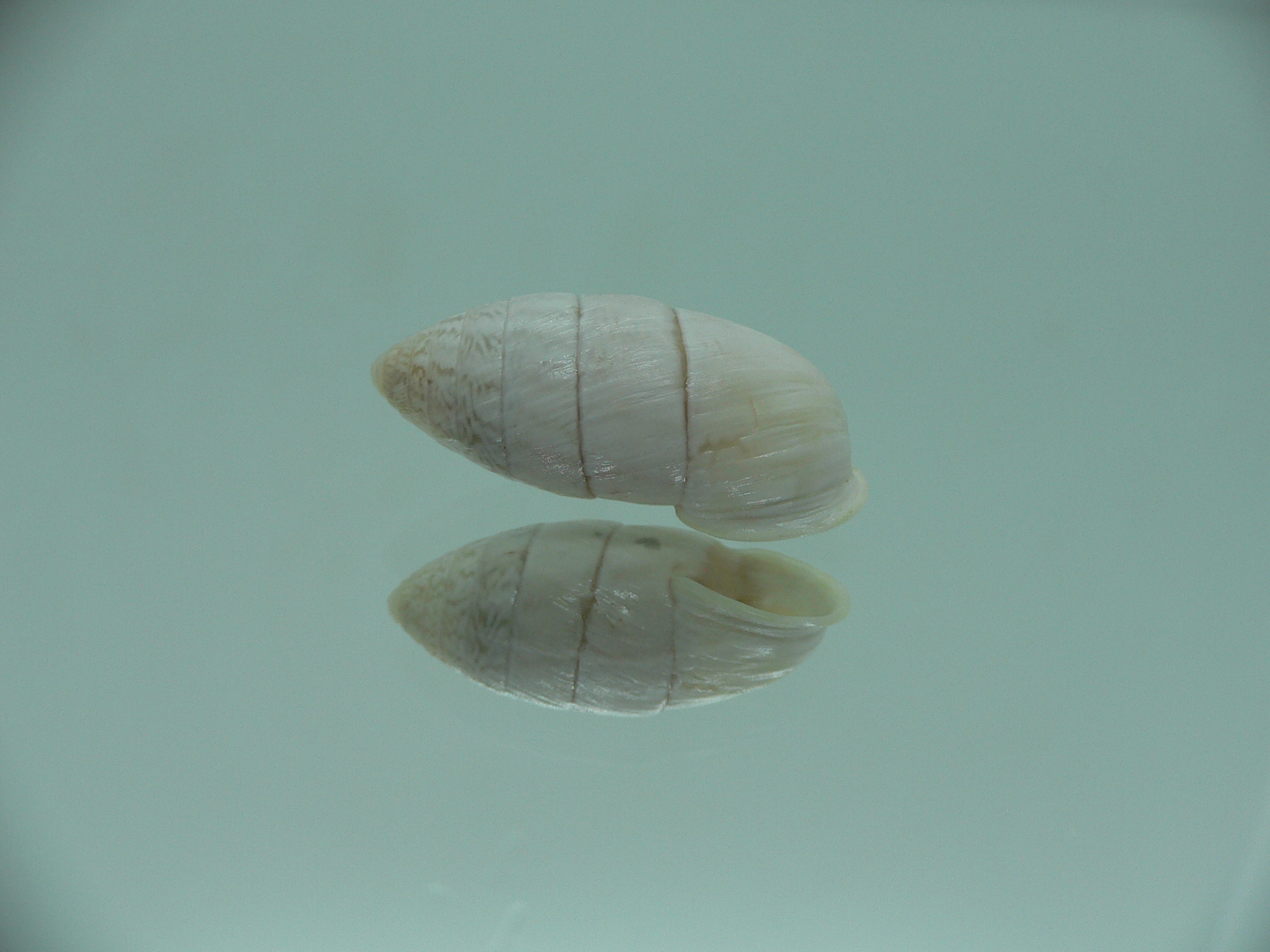 Cerion aff. sublaevigatum