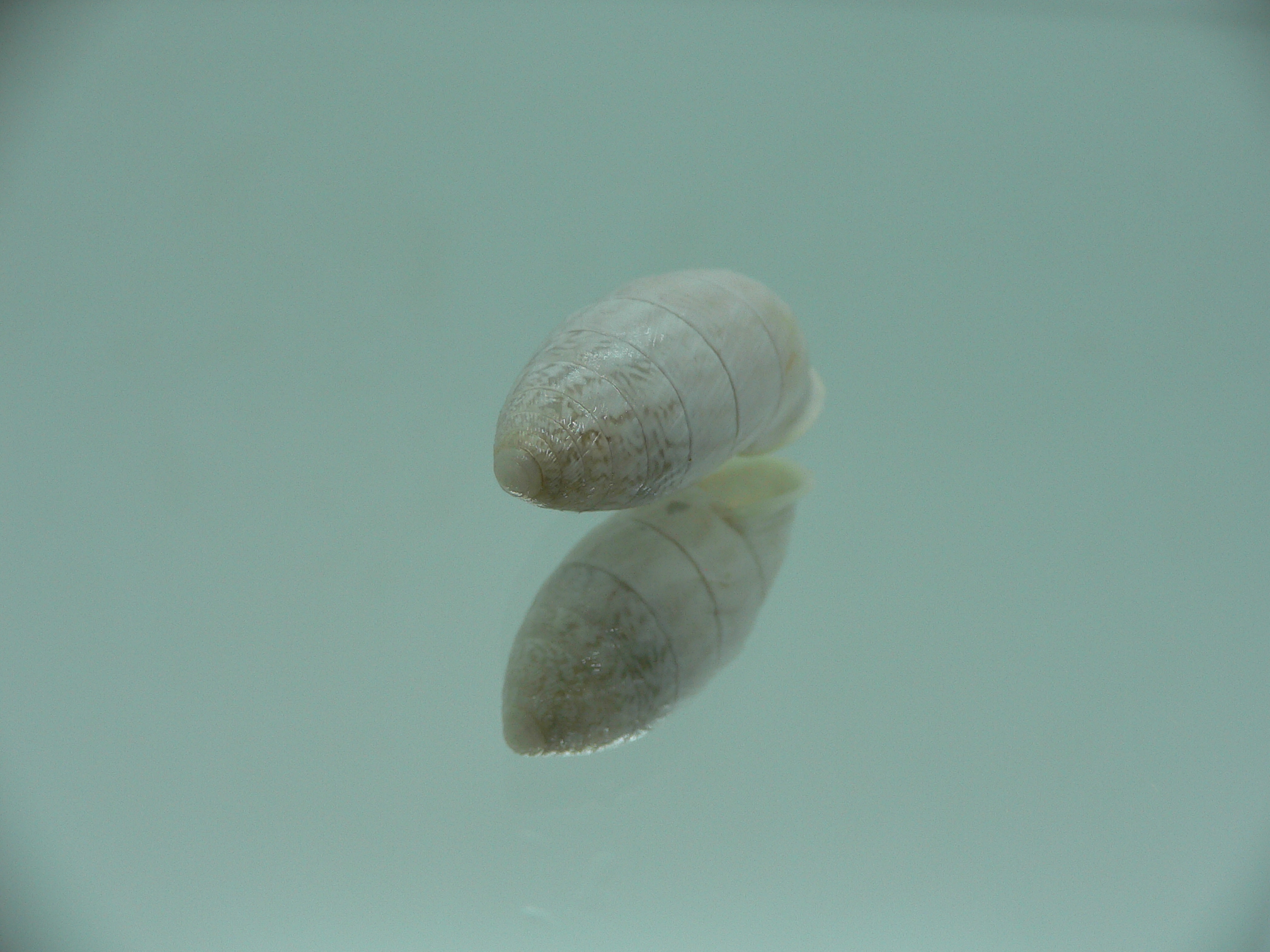 Cerion aff. sublaevigatum