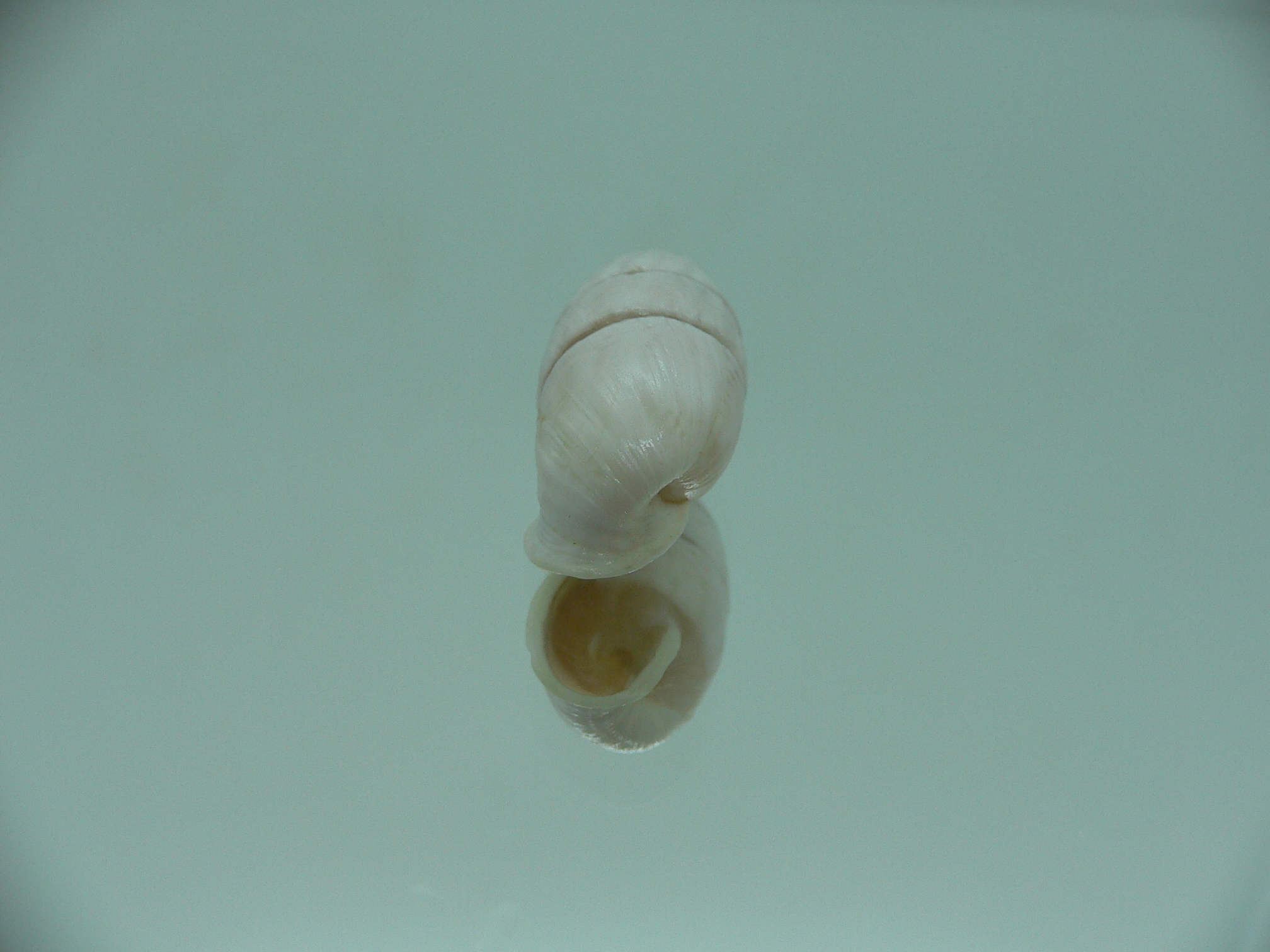 Cerion aff. sublaevigatum