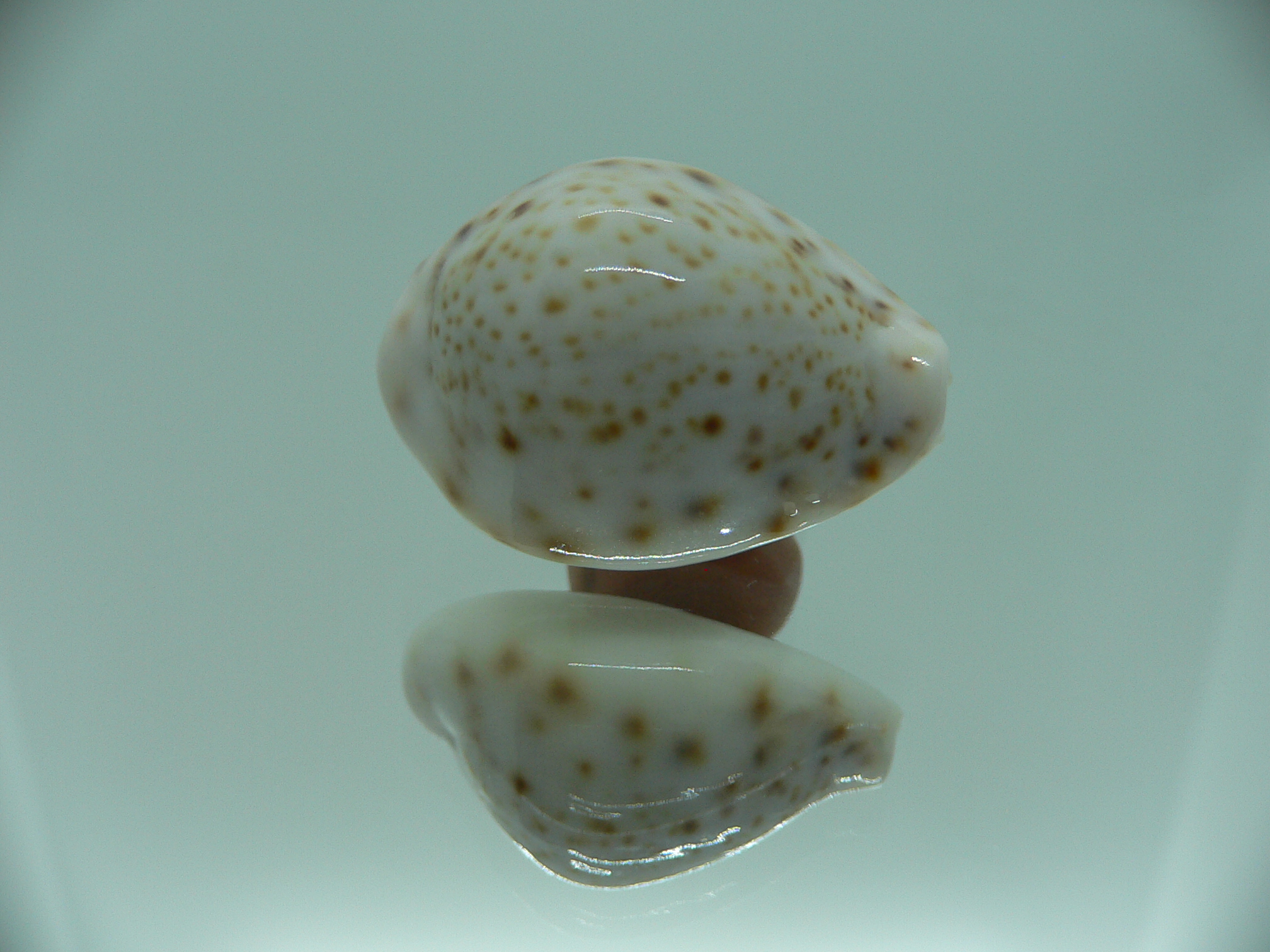 Cypraea turdus pardalina (var.) IDEAL