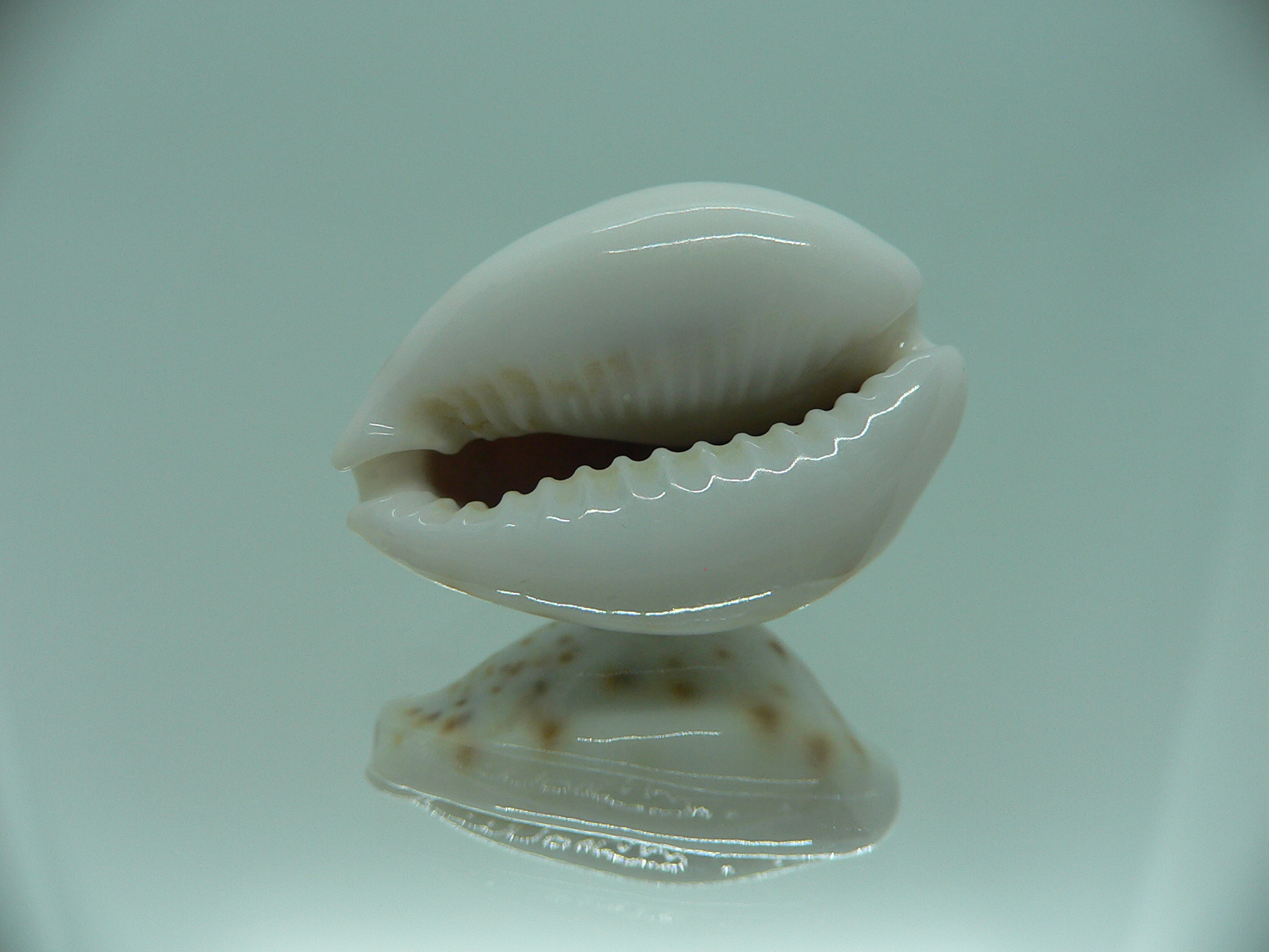 Cypraea turdus pardalina (var.) IDEAL