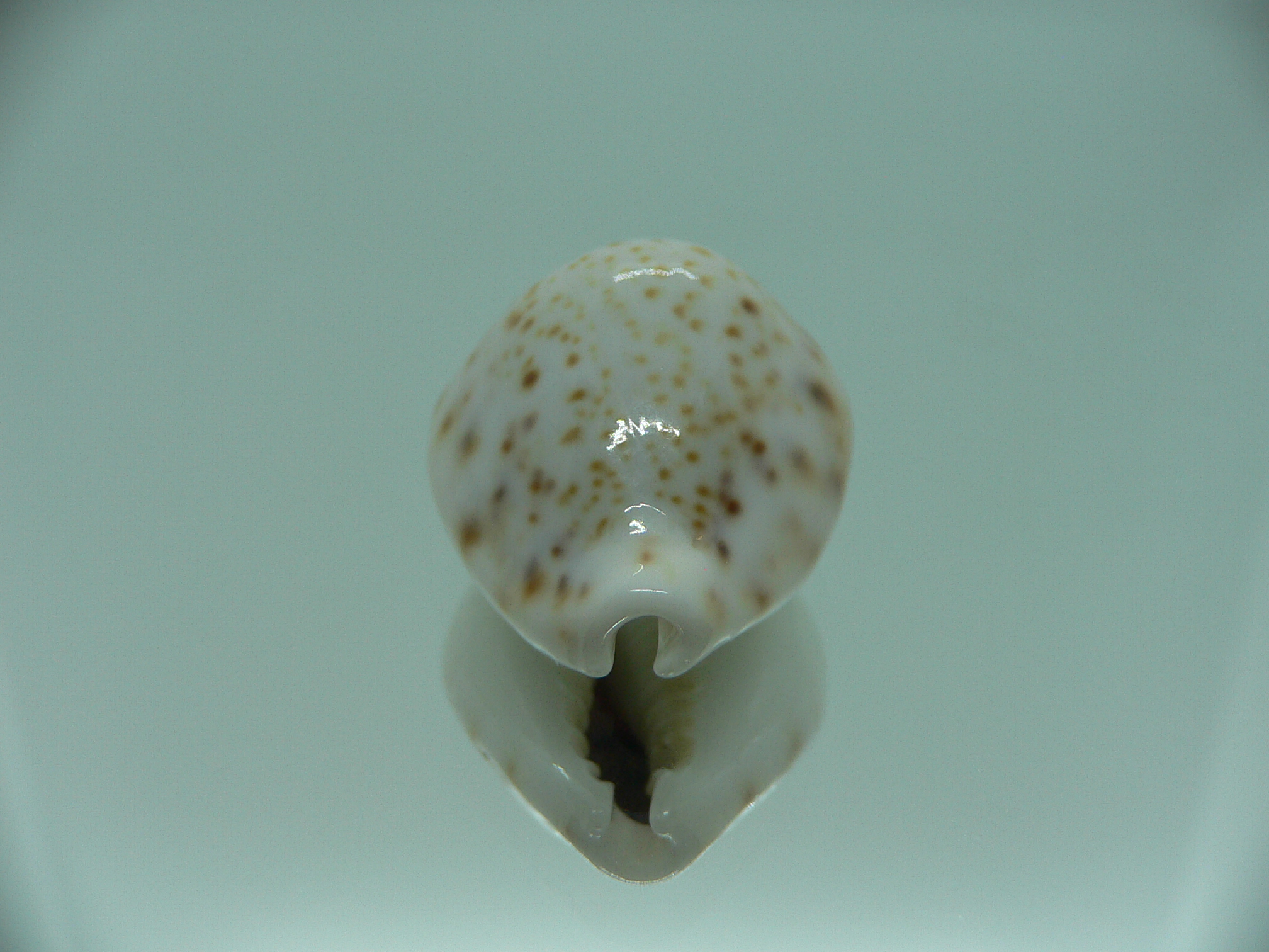 Cypraea turdus pardalina (var.) IDEAL