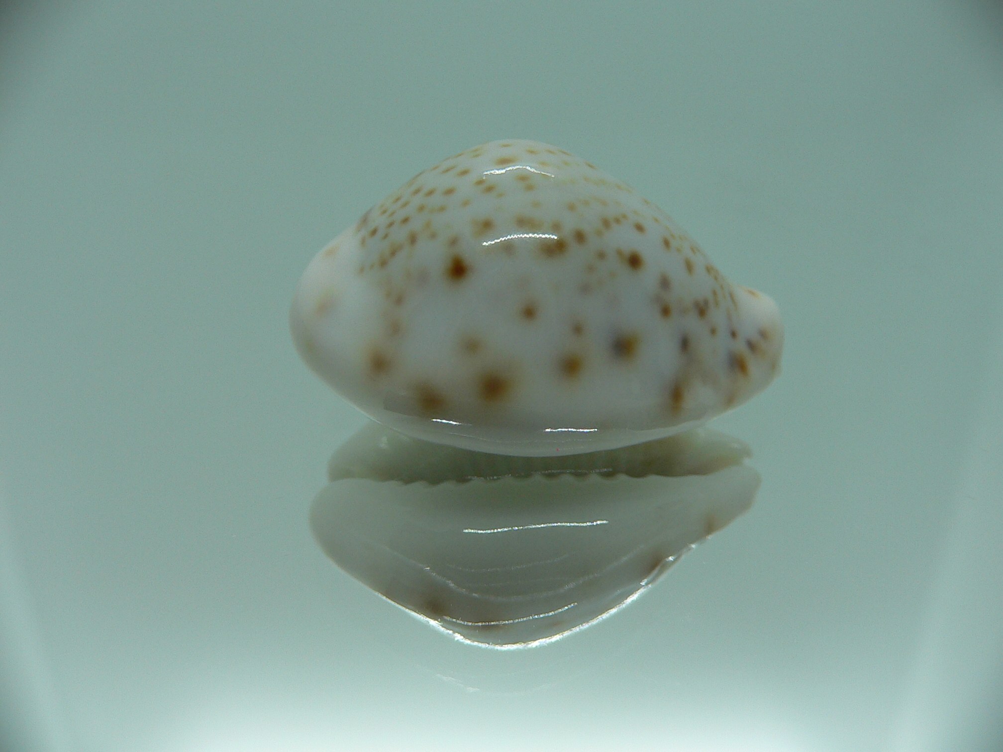 Cypraea turdus pardalina (var.) IDEAL