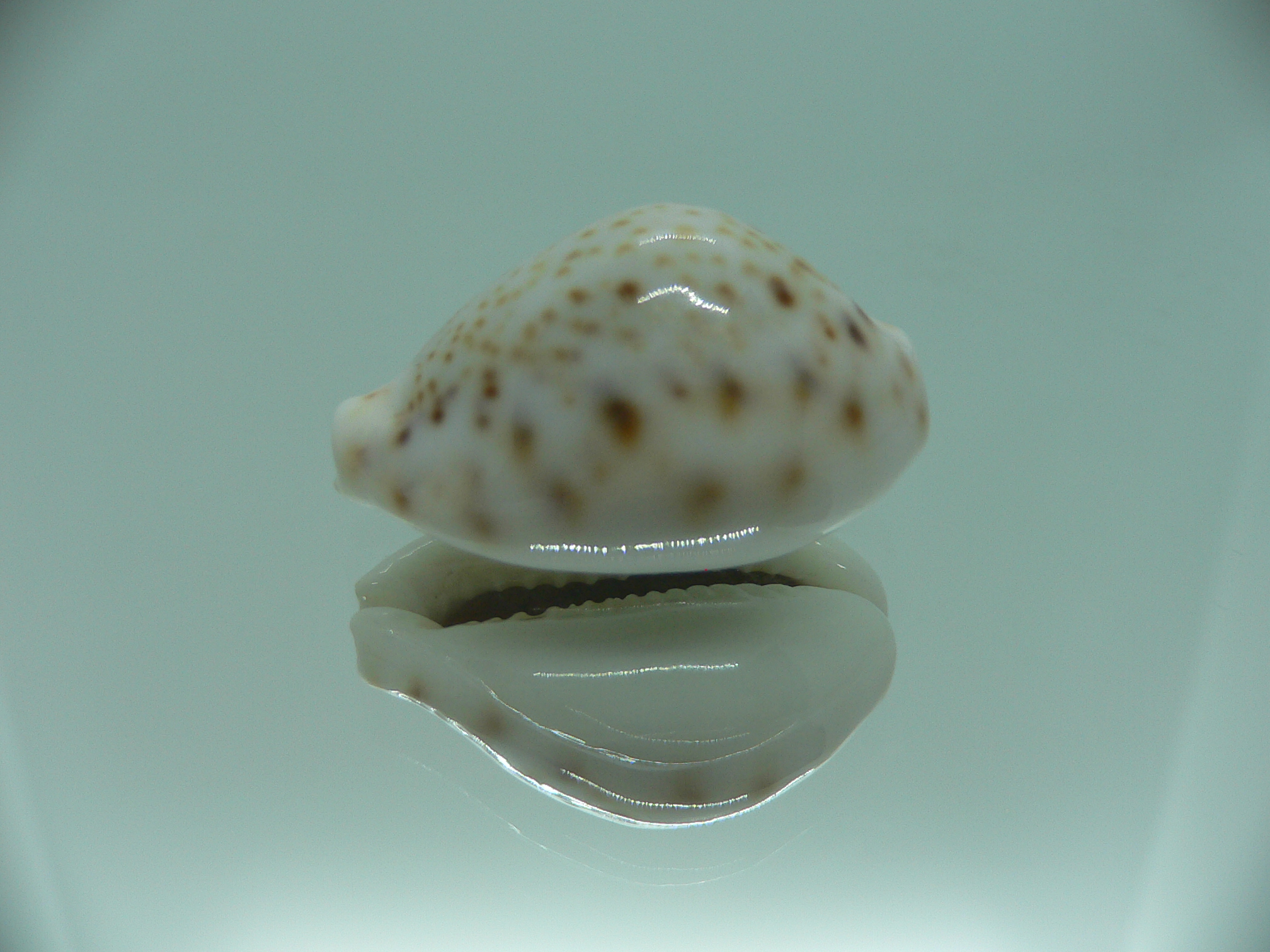Cypraea turdus pardalina (var.) IDEAL