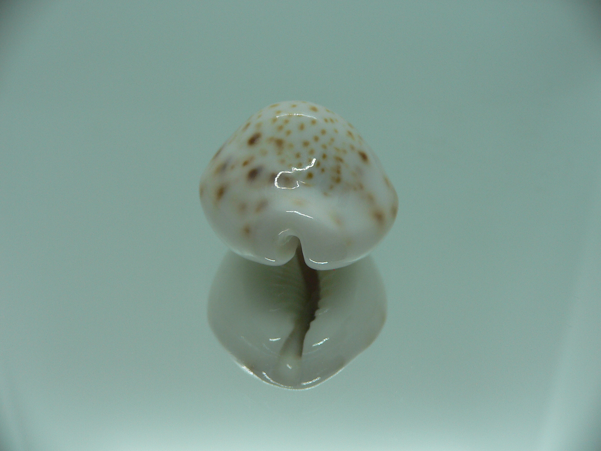 Cypraea turdus pardalina (var.) IDEAL