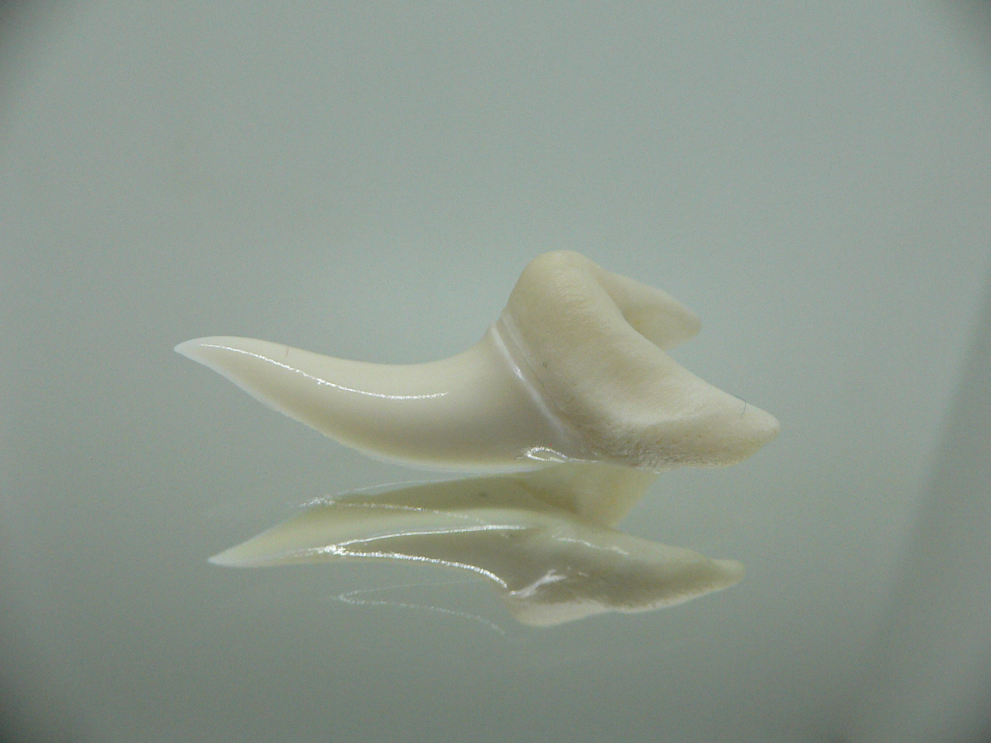 Isurus oxyrinchus - Зуб акулы МАКО 3