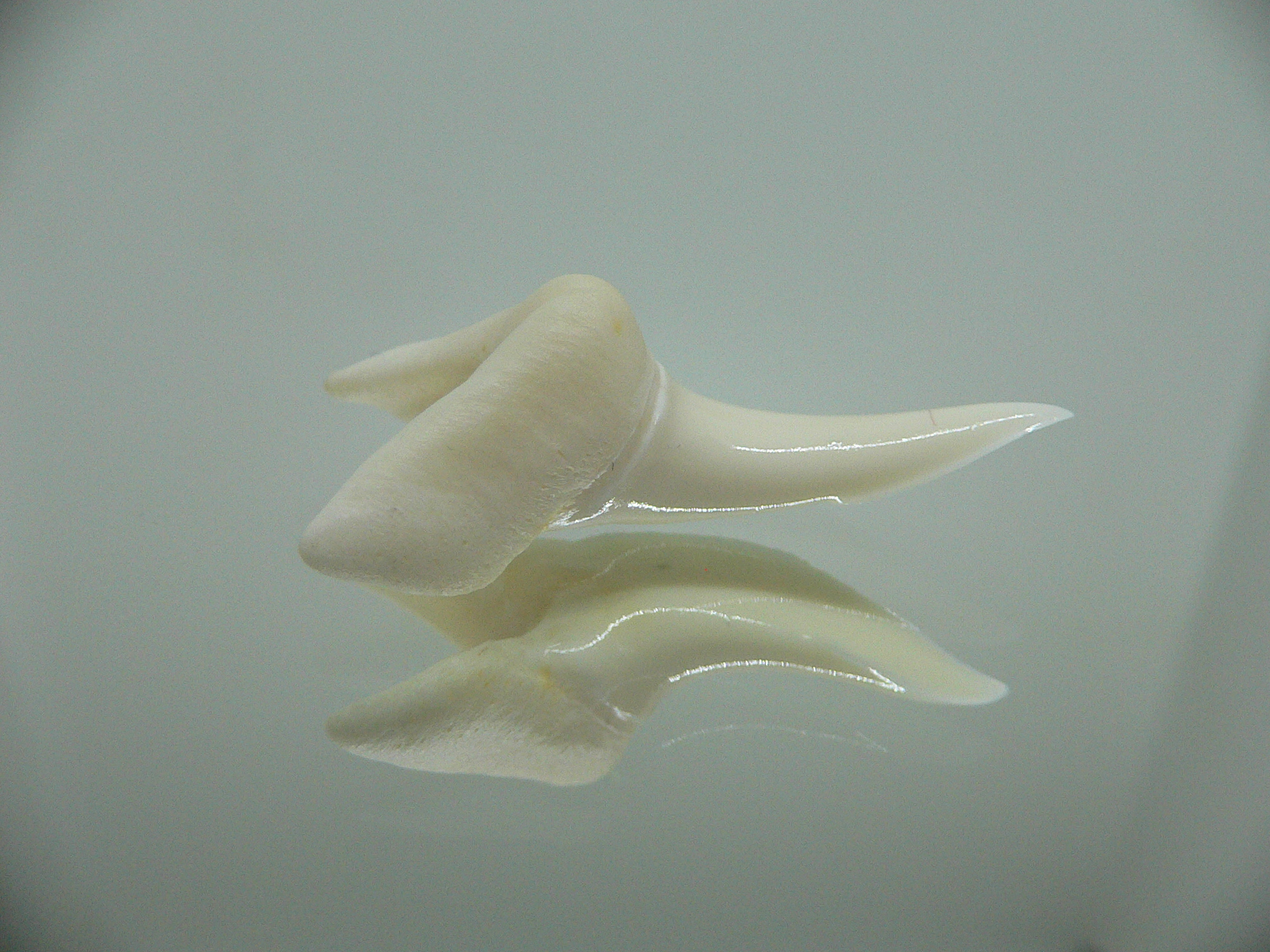 Isurus oxyrinchus - Зуб акулы МАКО 3