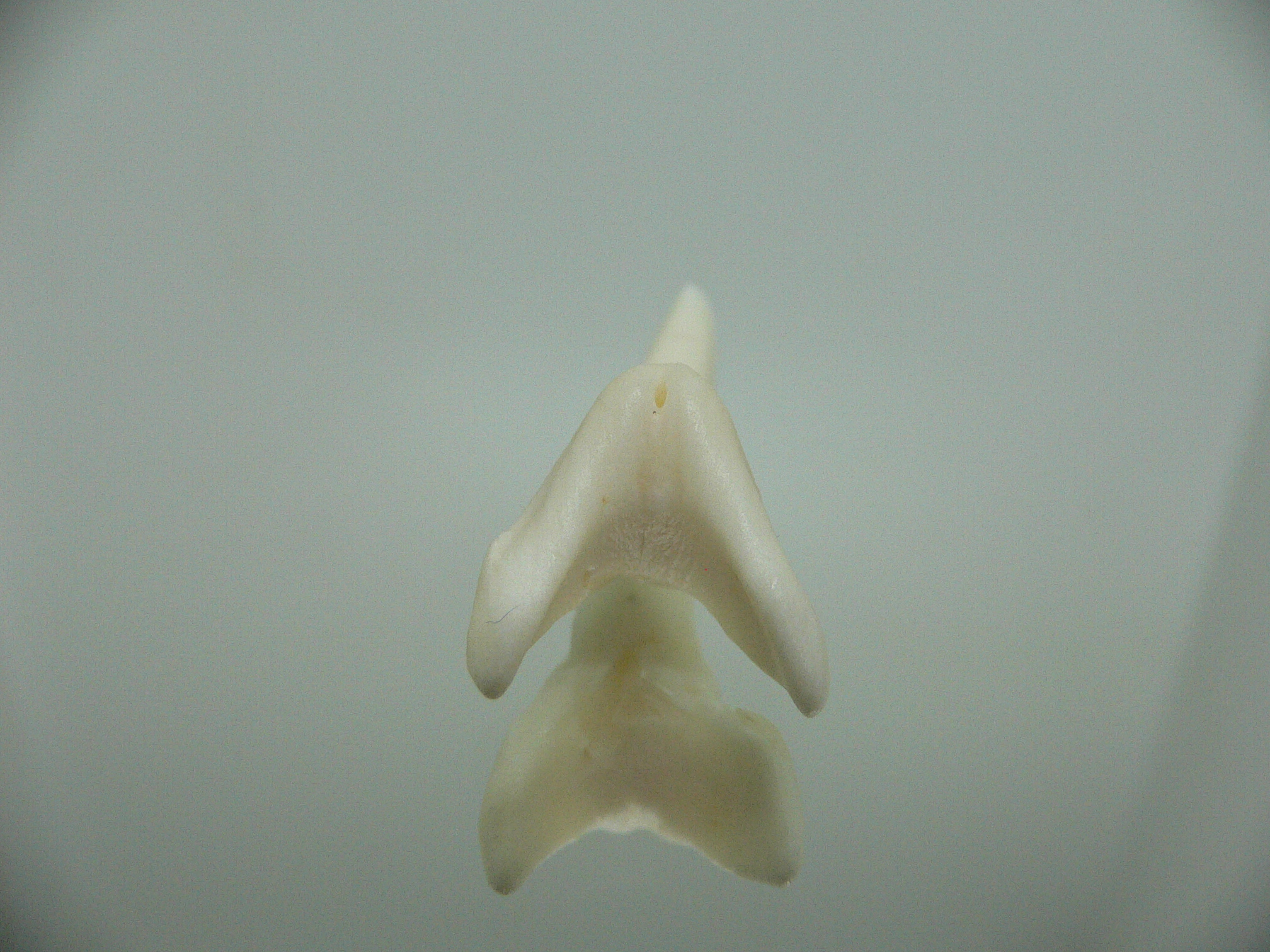 Isurus oxyrinchus - Зуб акулы МАКО 3