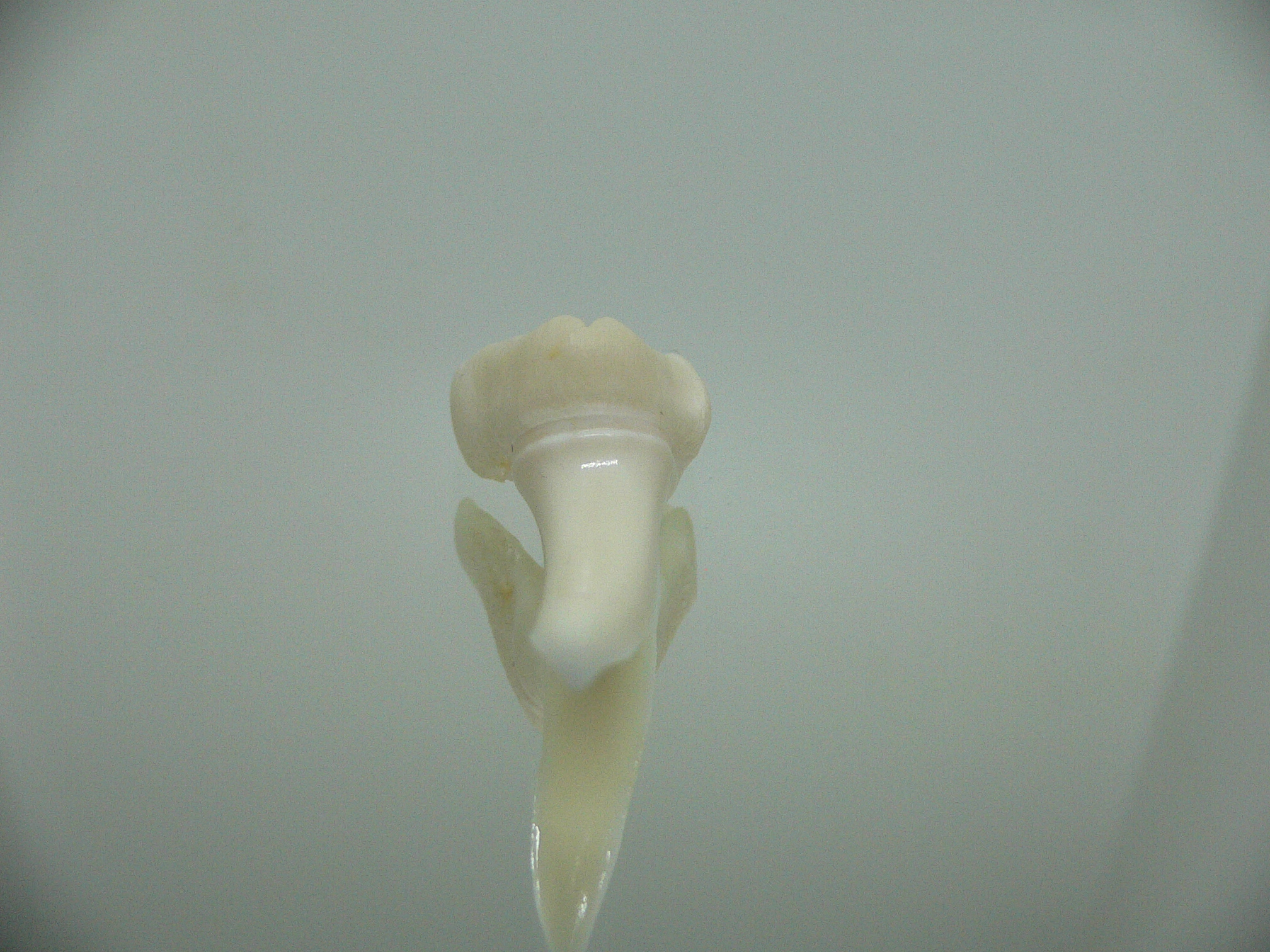 Isurus oxyrinchus - Зуб акулы МАКО 3