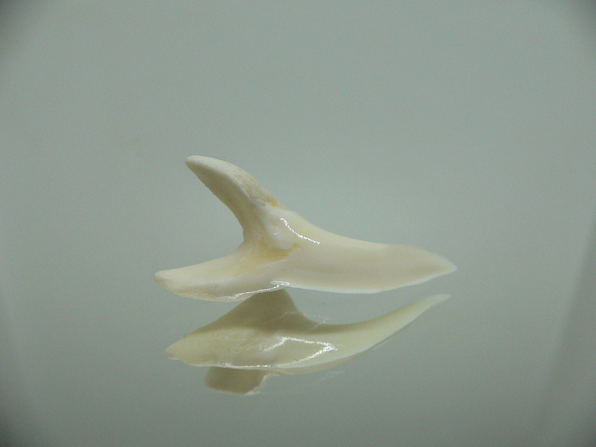 Isurus oxyrinchus - Зуб акулы МАКО 3