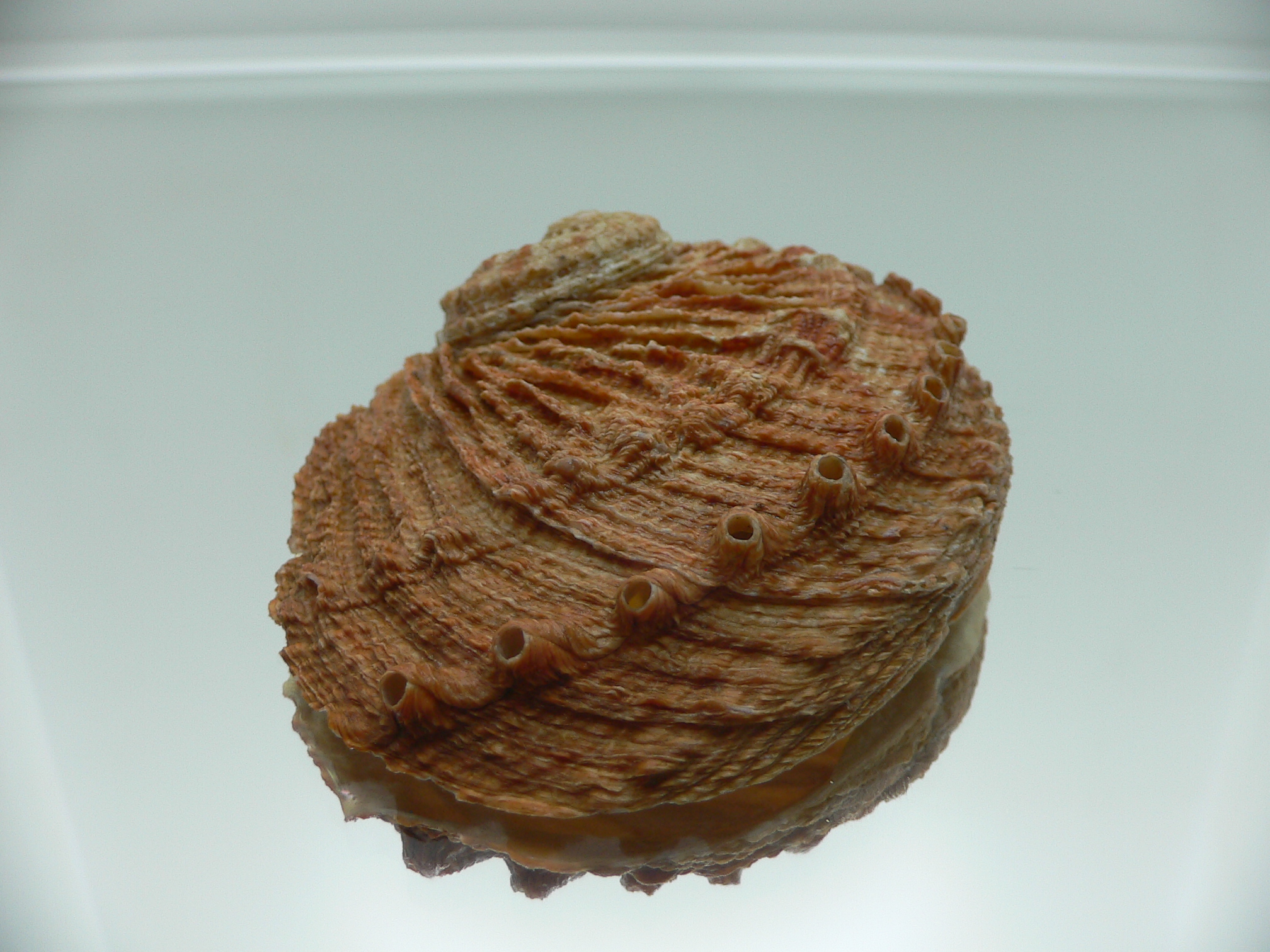 Haliotis scalaris scalaris RARE