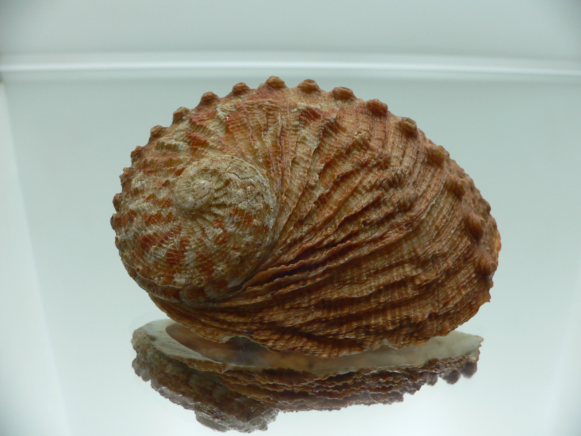 Haliotis scalaris scalaris RARE