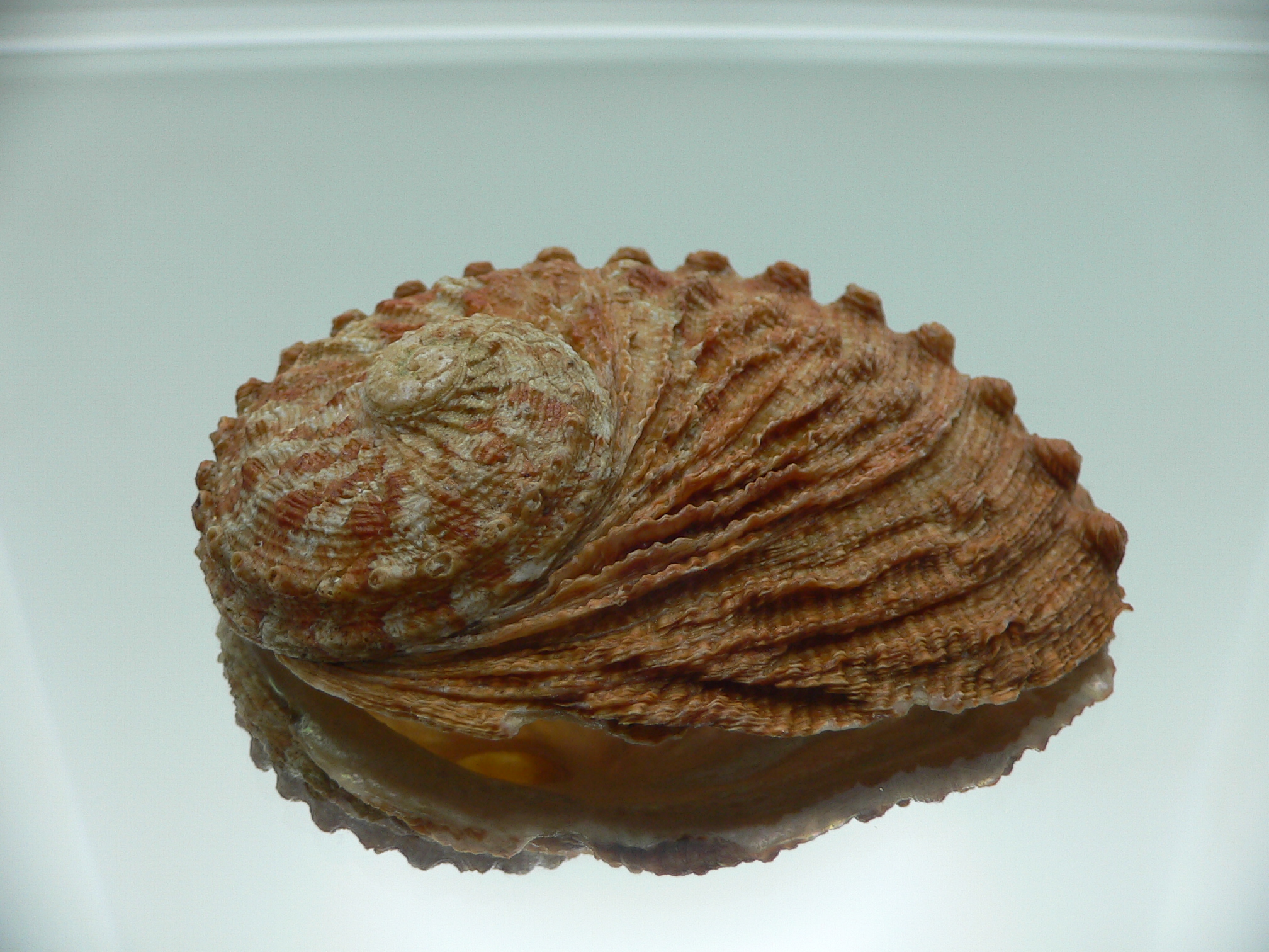 Haliotis scalaris scalaris RARE