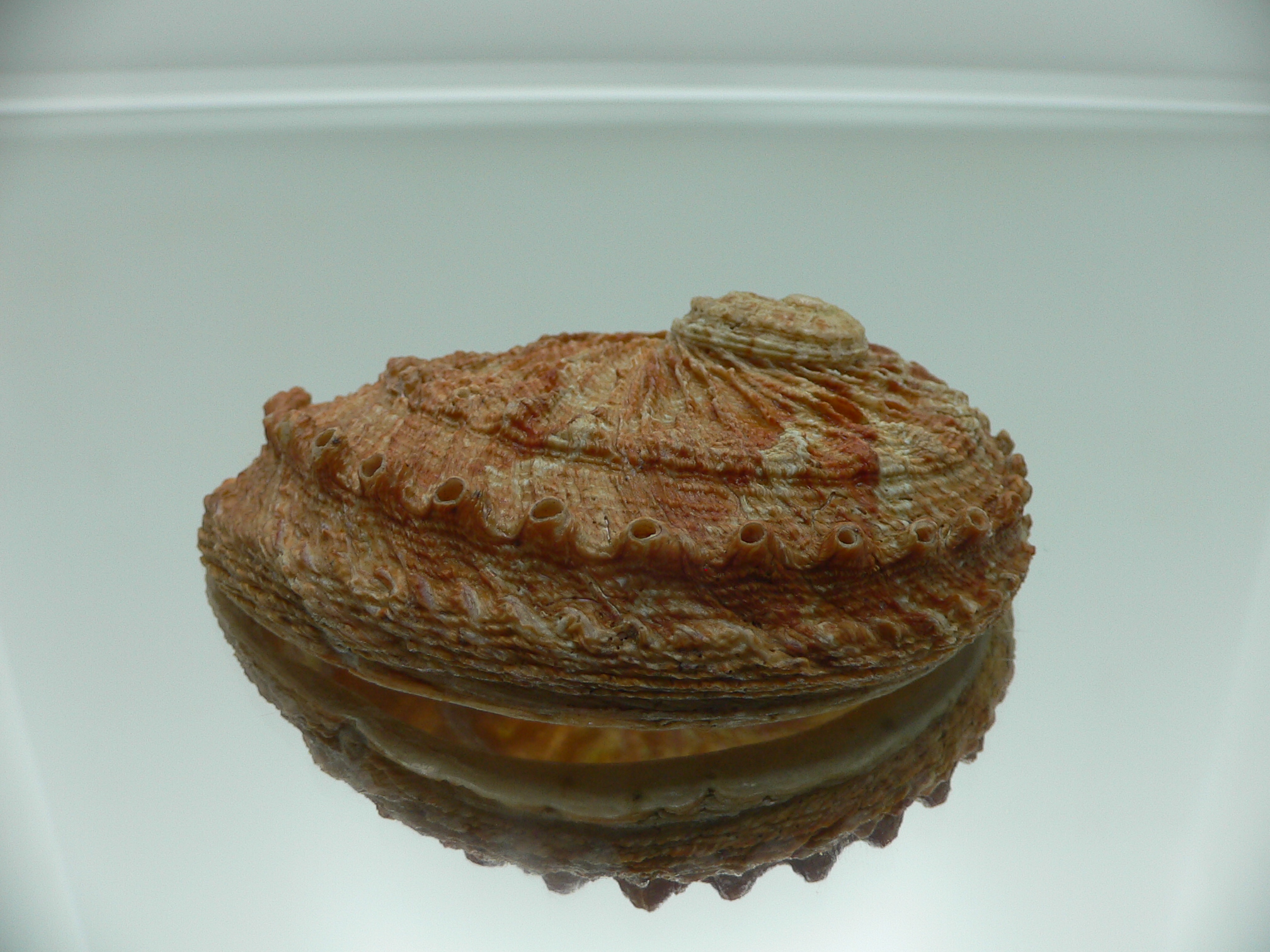 Haliotis scalaris scalaris RARE