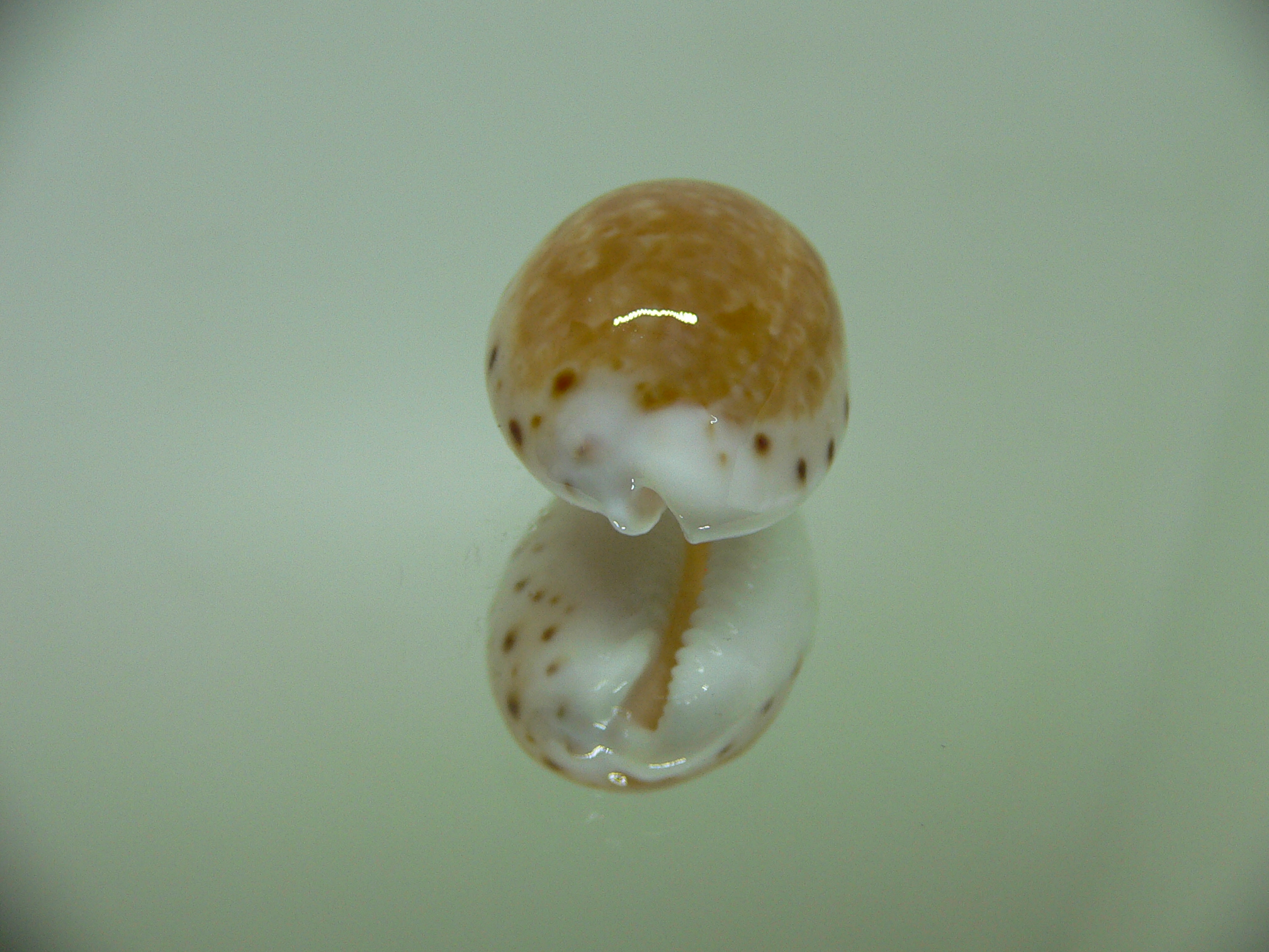 Cypraea cernica leforti ENDEMIC & DARK