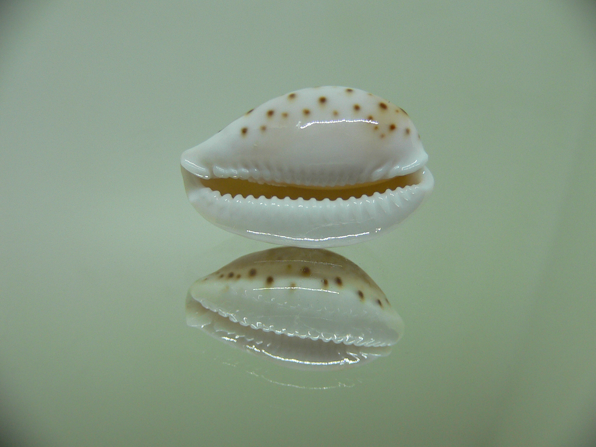 Cypraea cernica leforti ENDEMIC & DARK