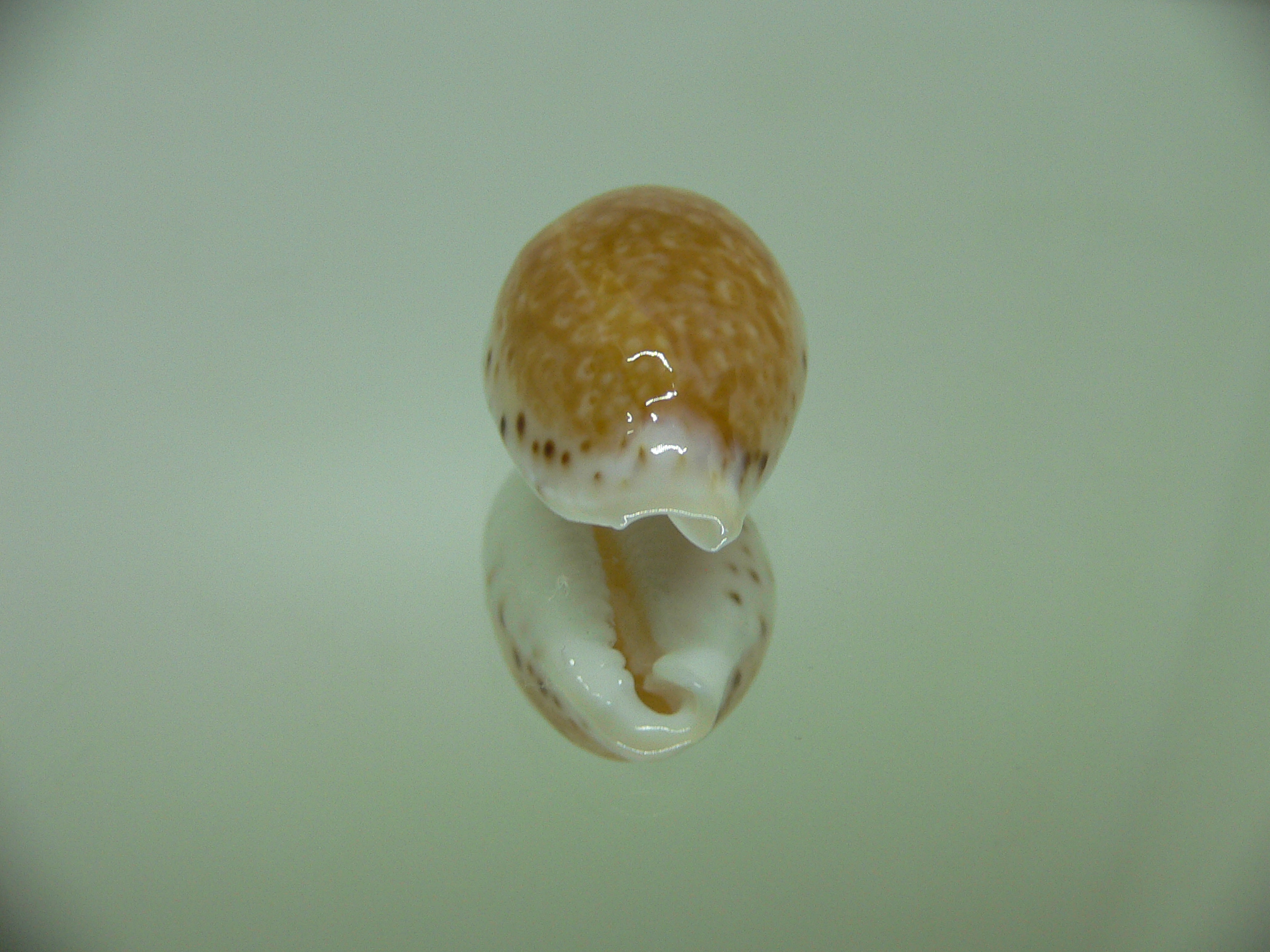 Cypraea cernica leforti ENDEMIC & DARK