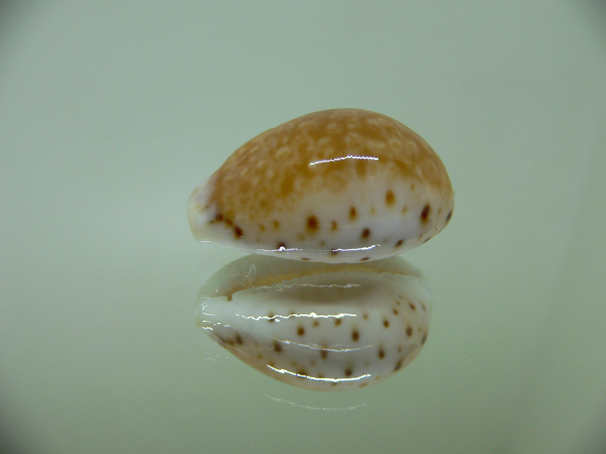 Cypraea cernica leforti ENDEMIC & DARK