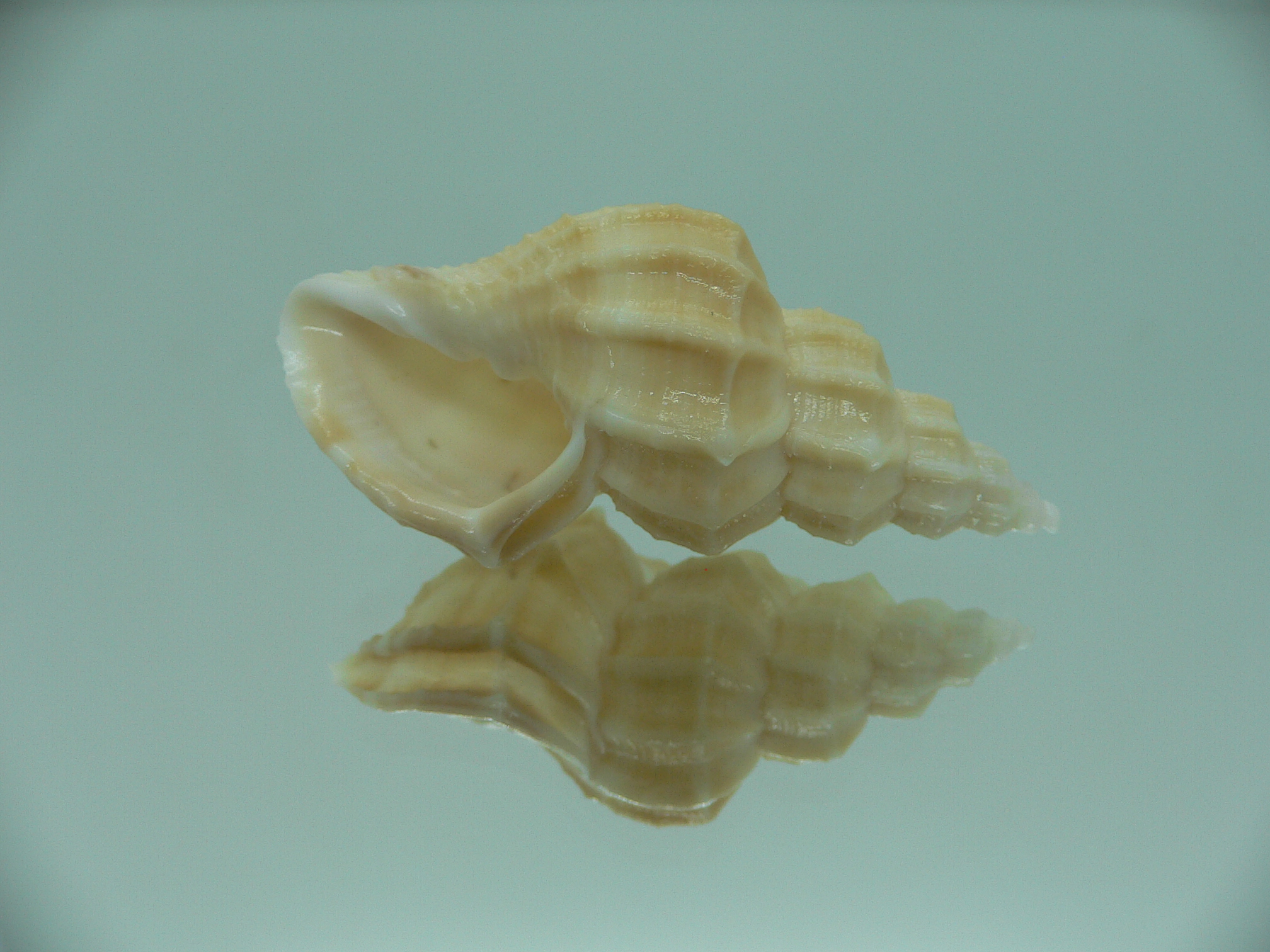 Sveltia lyrata BEIGE
