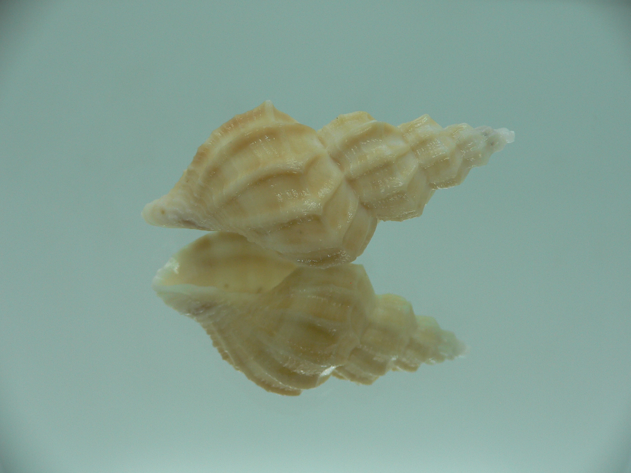 Sveltia lyrata BEIGE