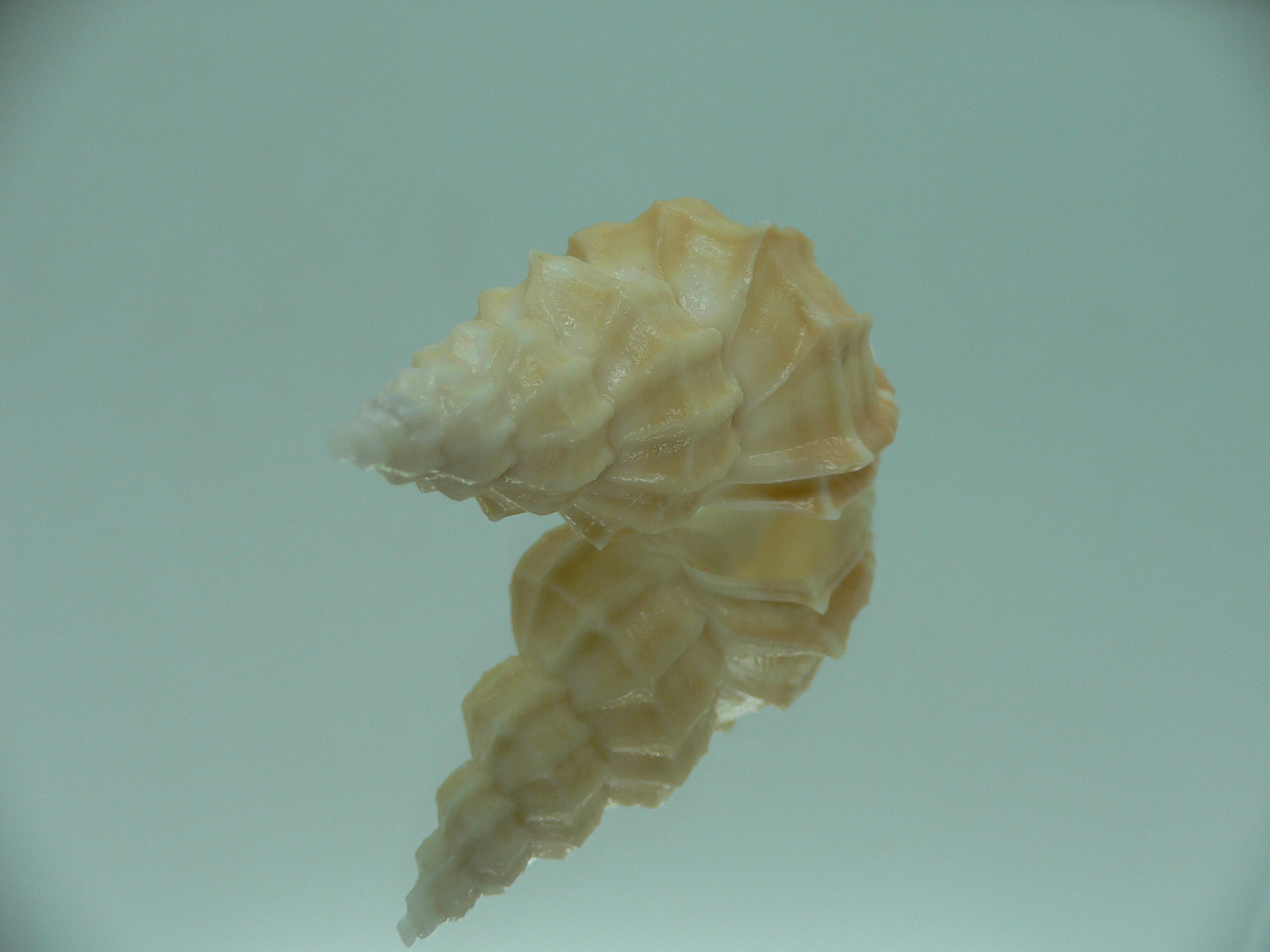 Sveltia lyrata BEIGE