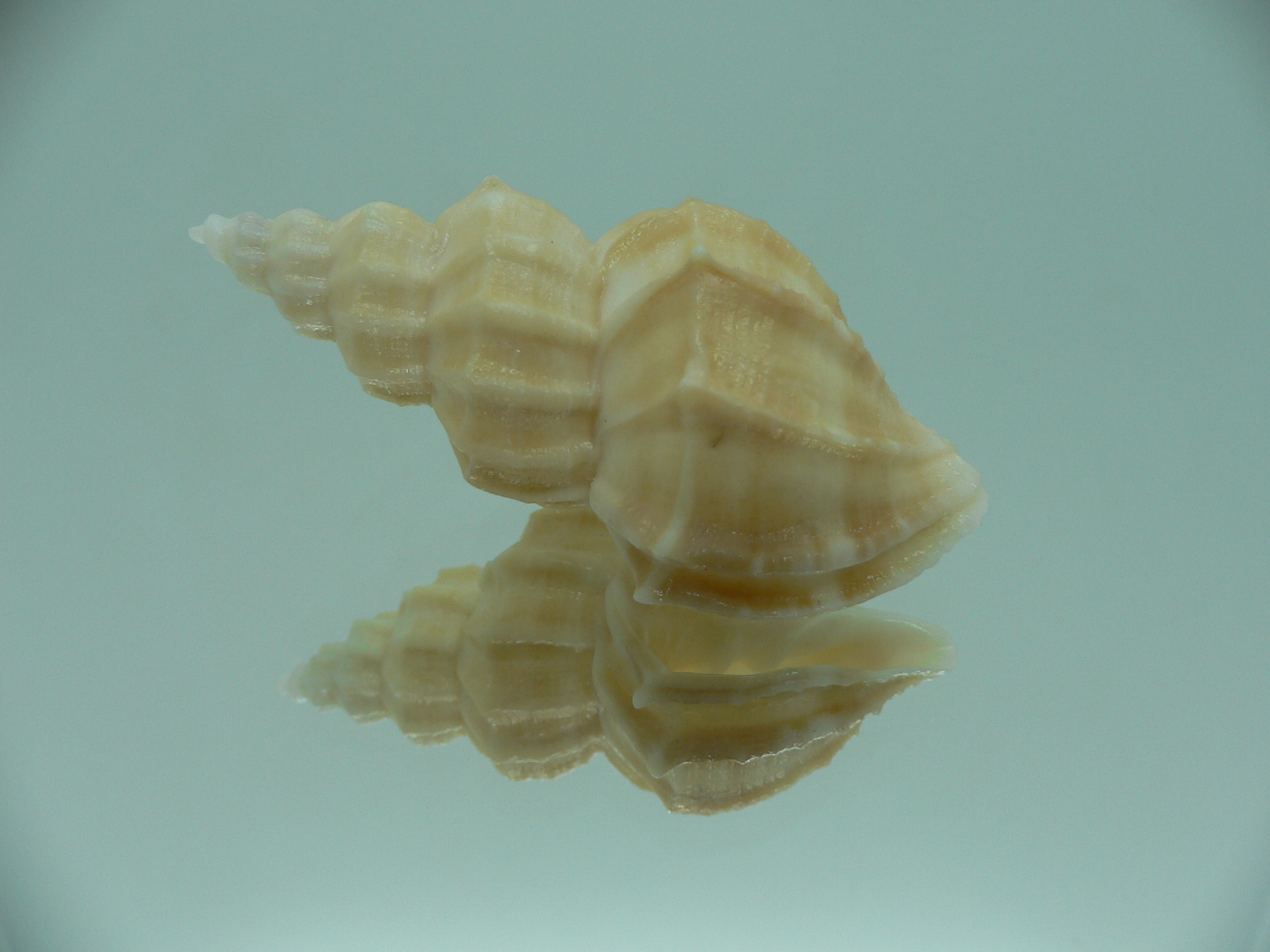 Sveltia lyrata BEIGE