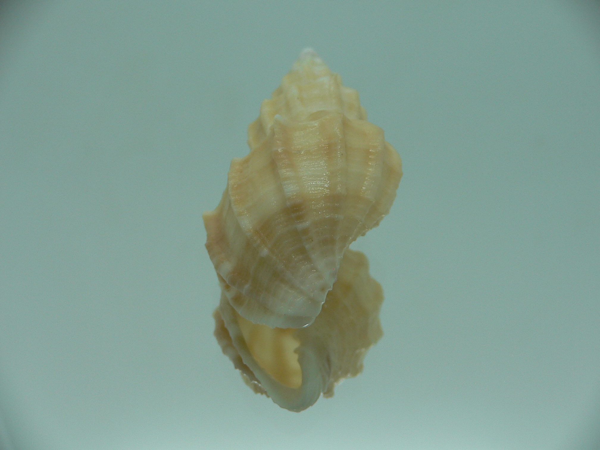 Sveltia lyrata BEIGE