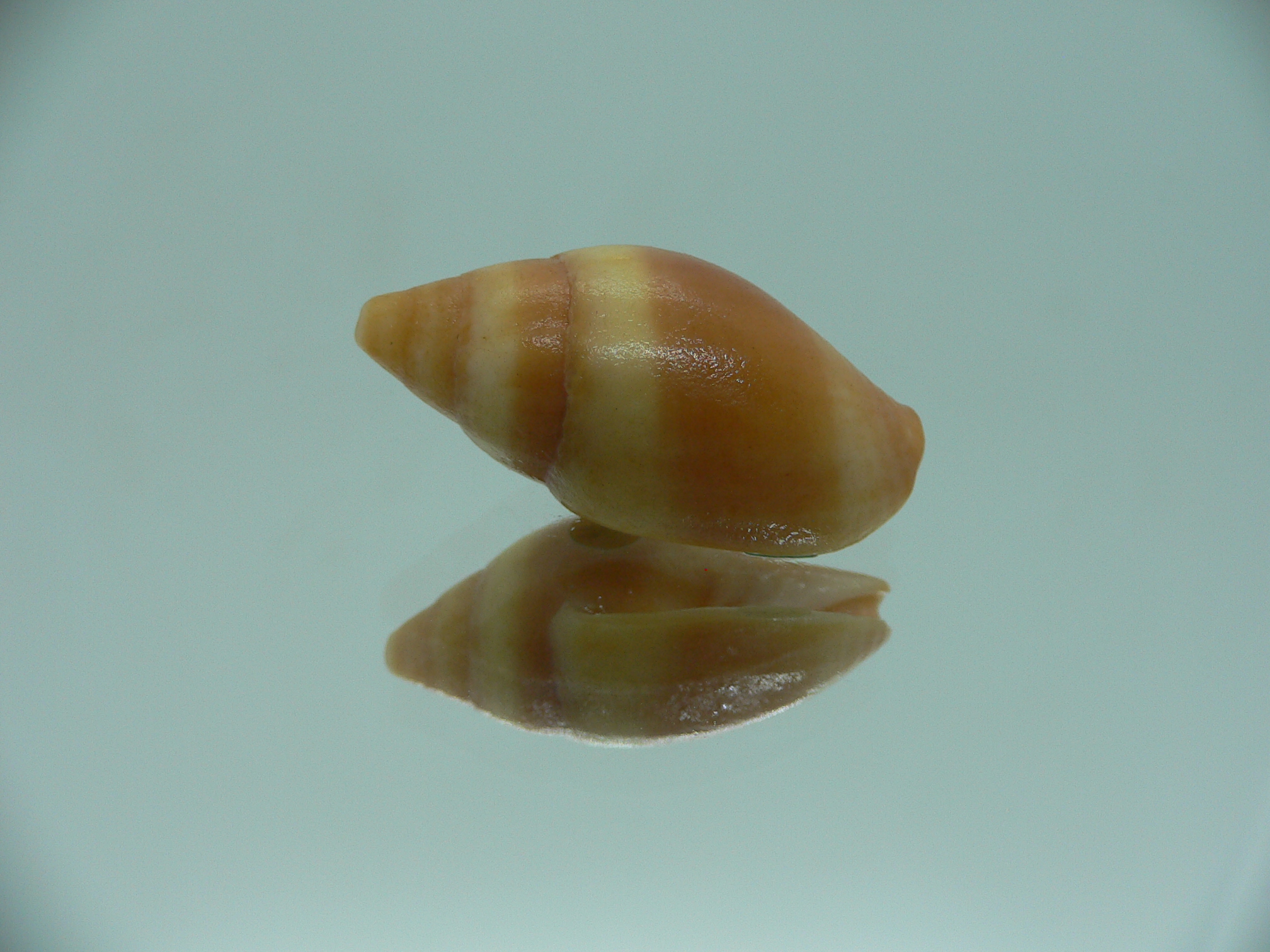Mitra (Strigatella) scutulata