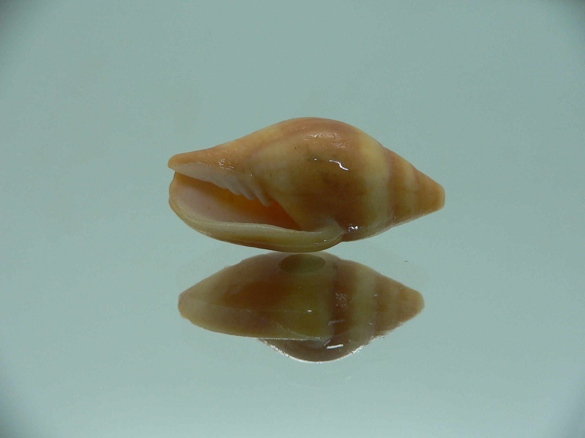 Mitra (Strigatella) scutulata