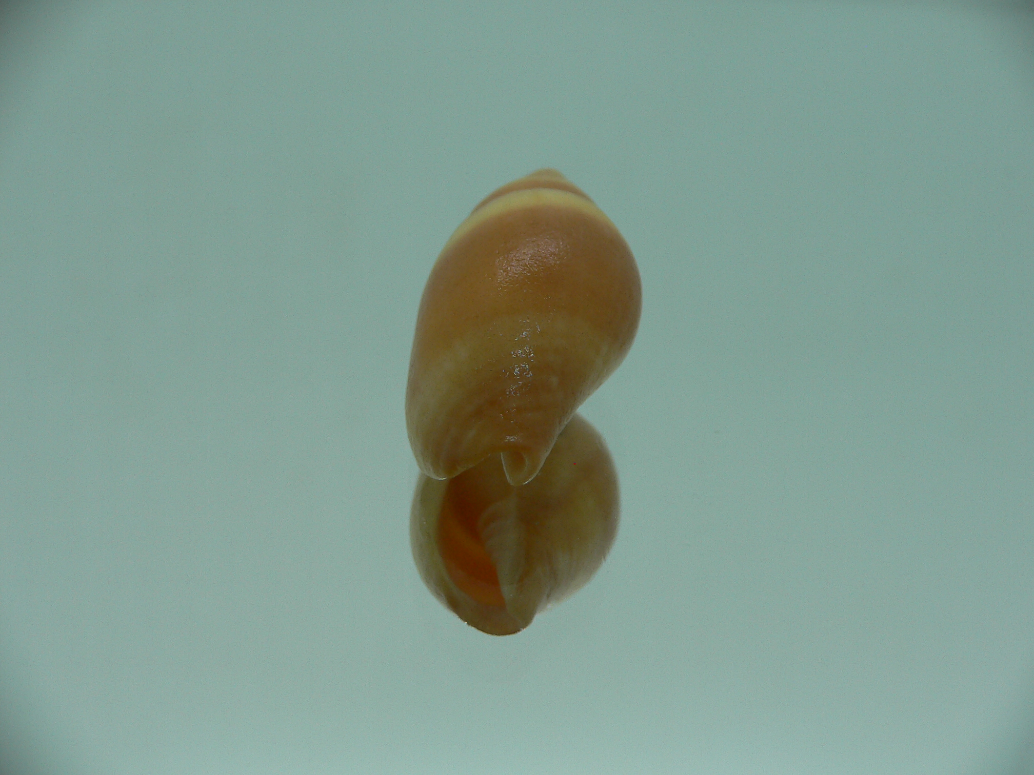 Mitra (Strigatella) scutulata