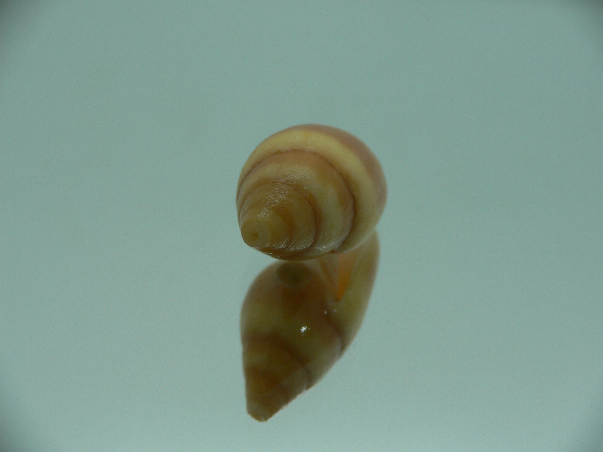 Mitra (Strigatella) scutulata
