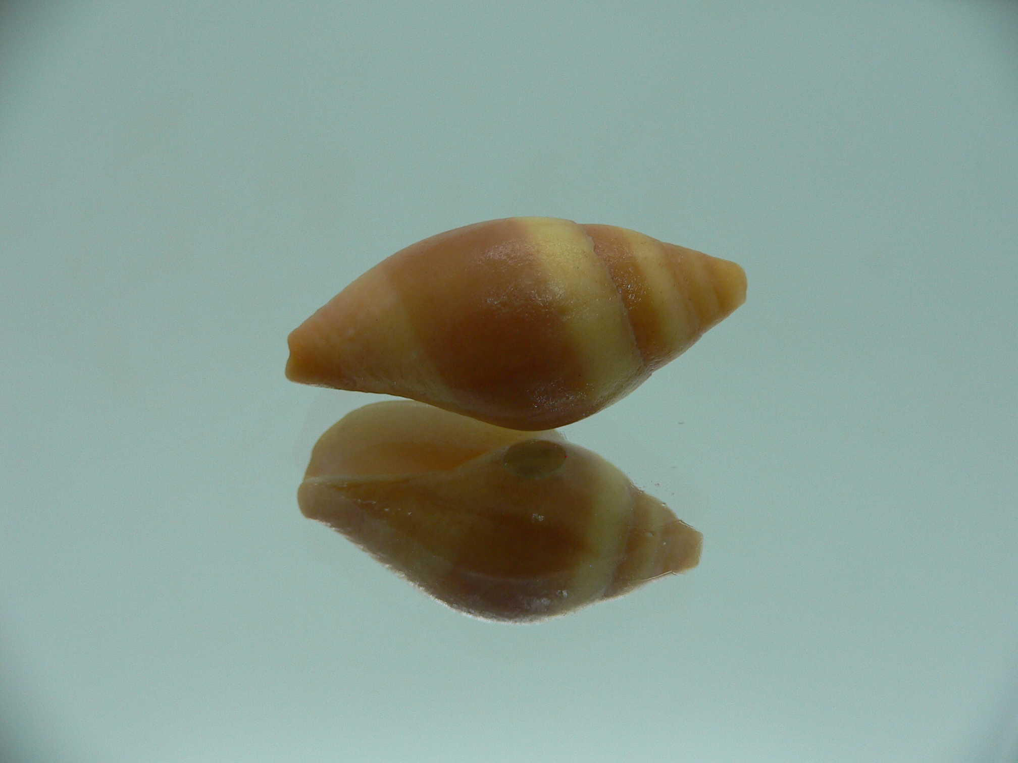 Mitra (Strigatella) scutulata