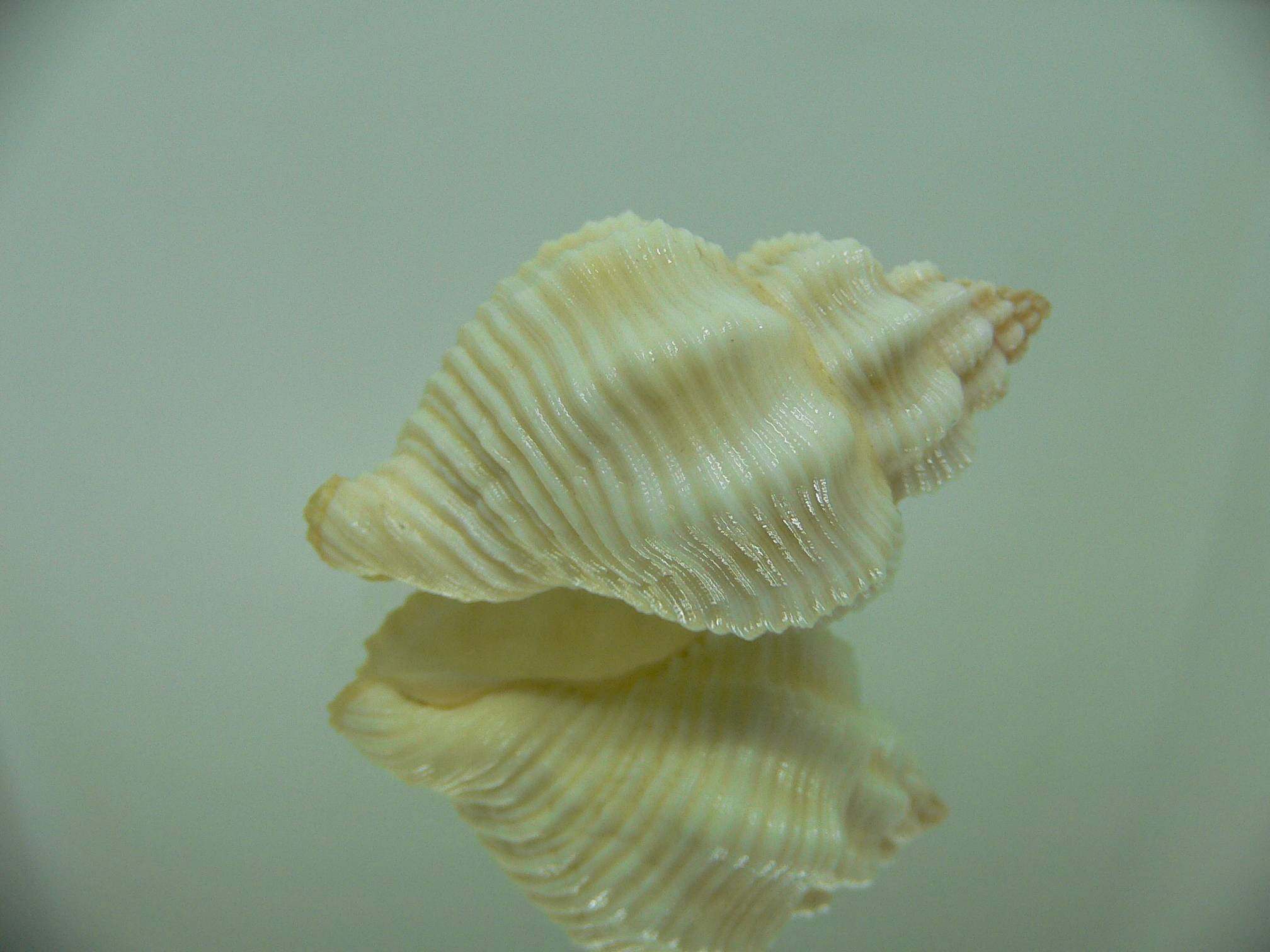 Cantharus tranquebaricus BIG ALBINO