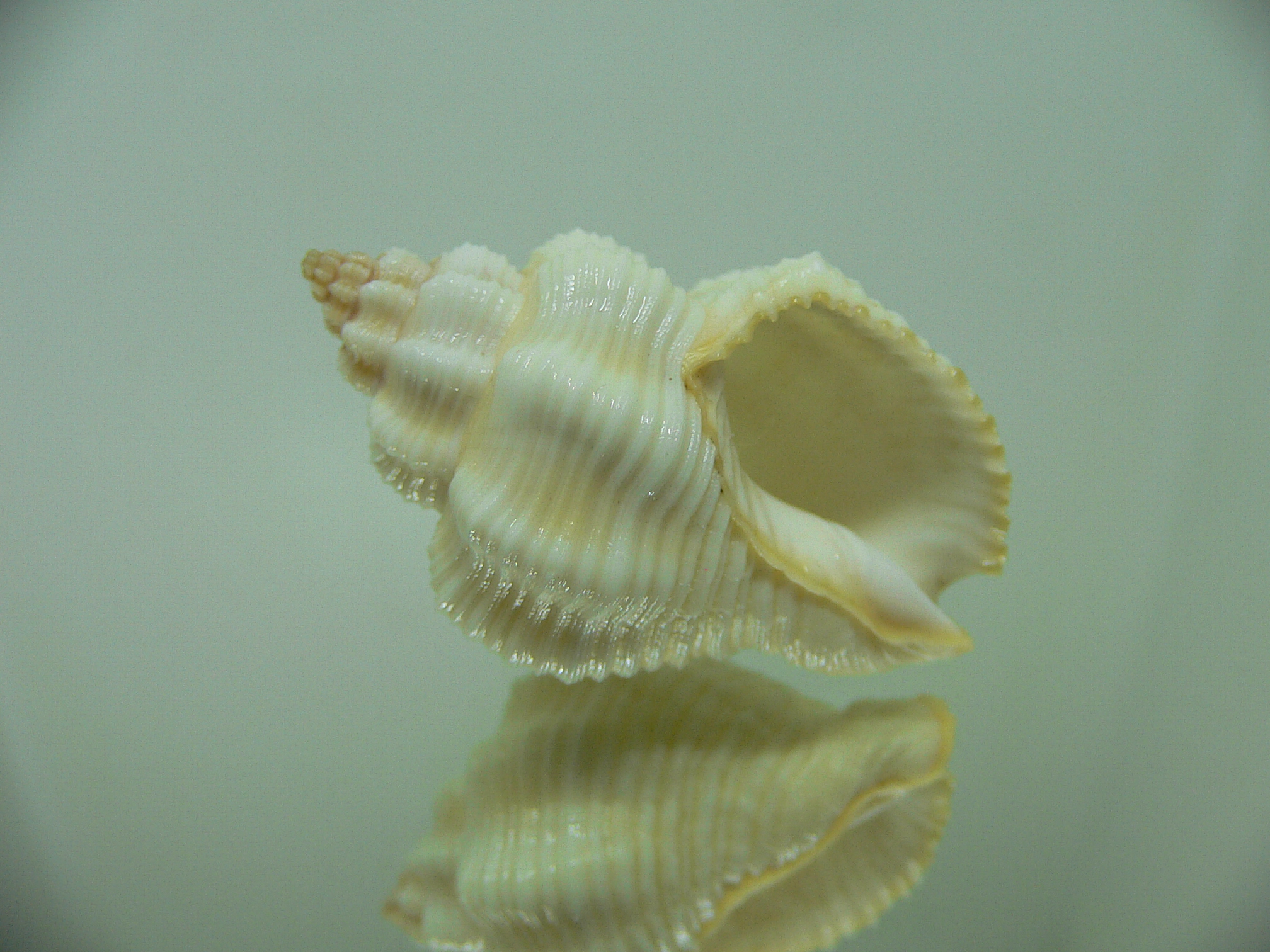 Cantharus tranquebaricus BIG ALBINO