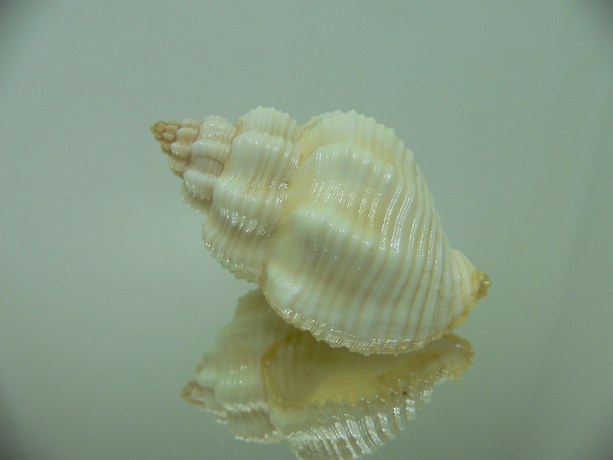 Cantharus tranquebaricus BIG ALBINO