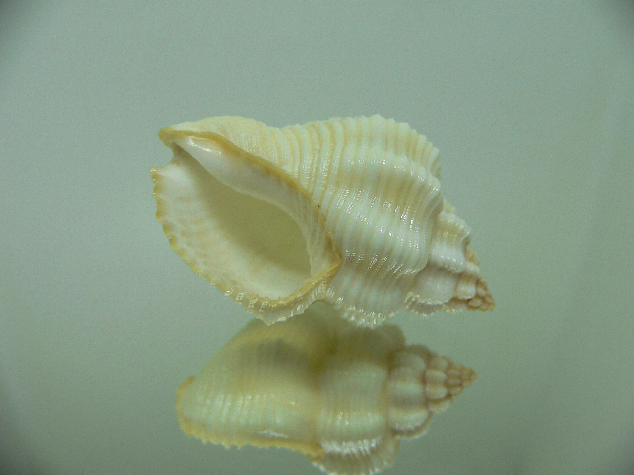 Cantharus tranquebaricus BIG ALBINO