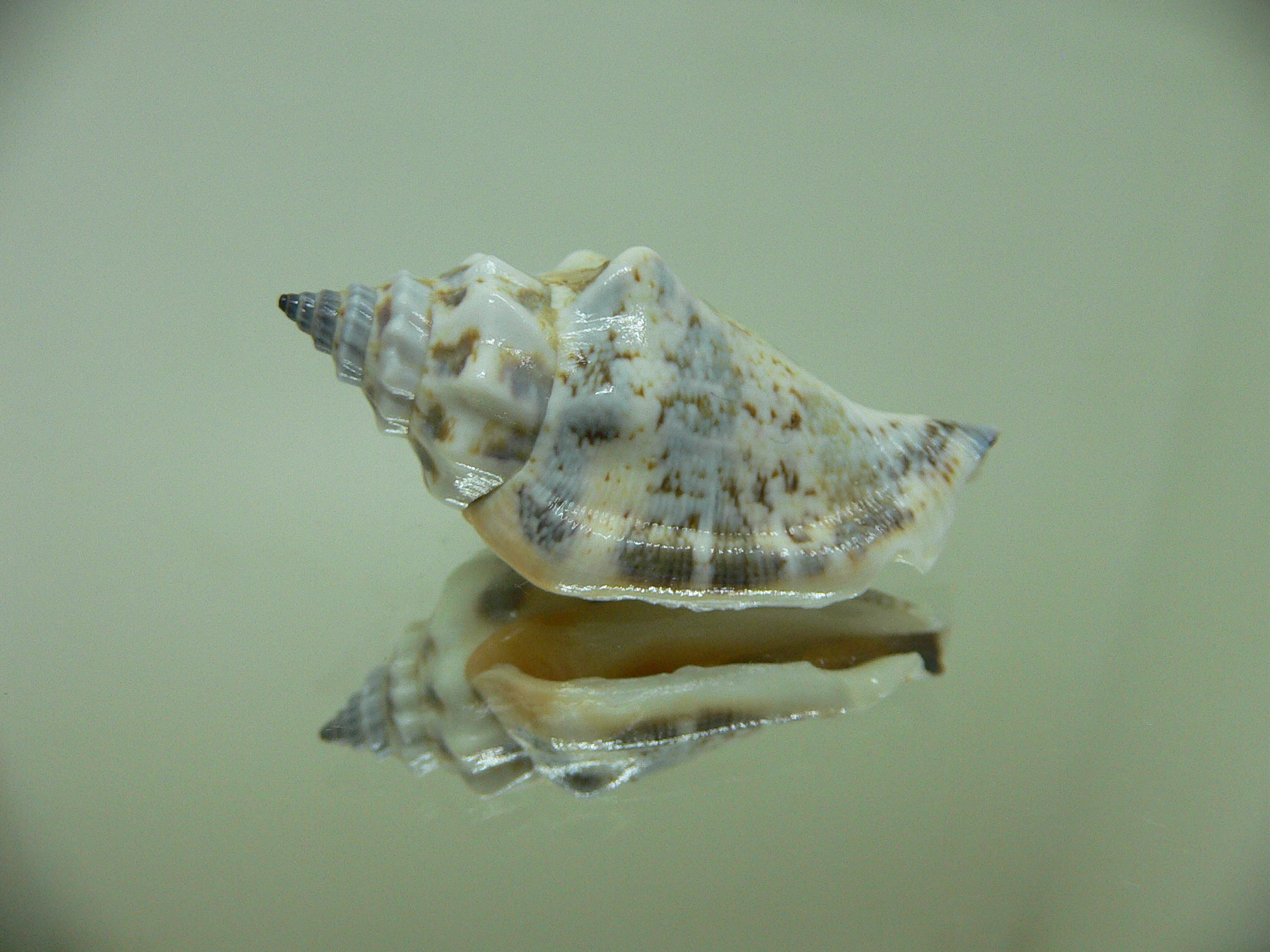 Strombus urceus incisum + labiatum