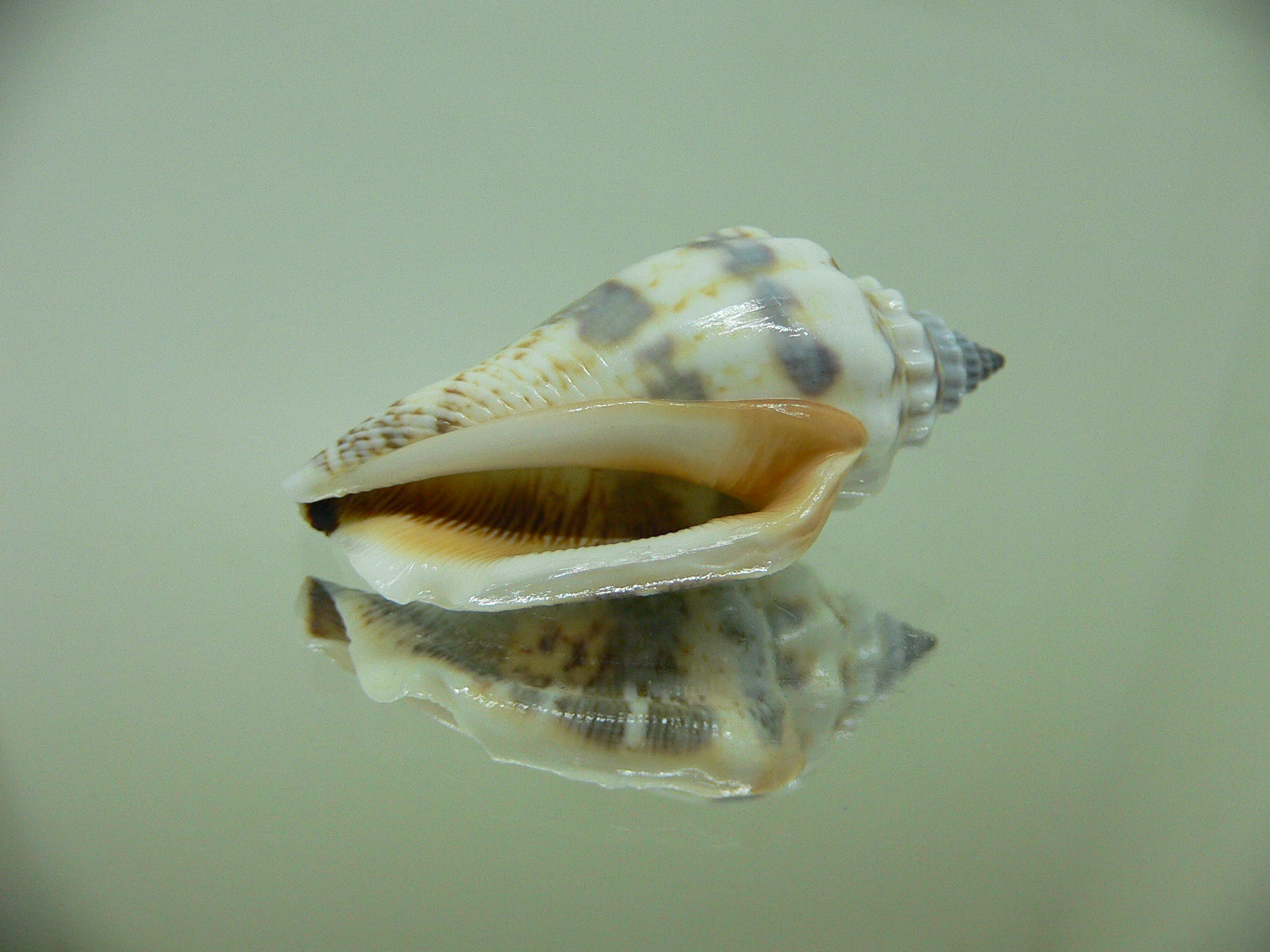 Strombus urceus incisum + labiatum