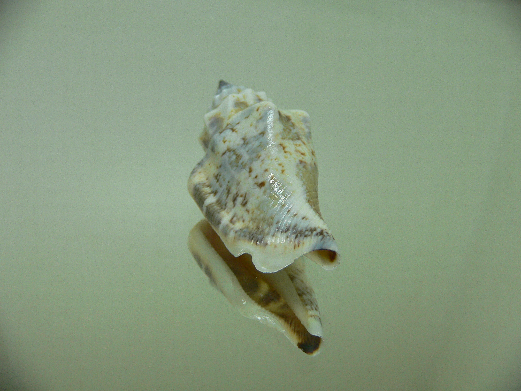 Strombus urceus incisum + labiatum