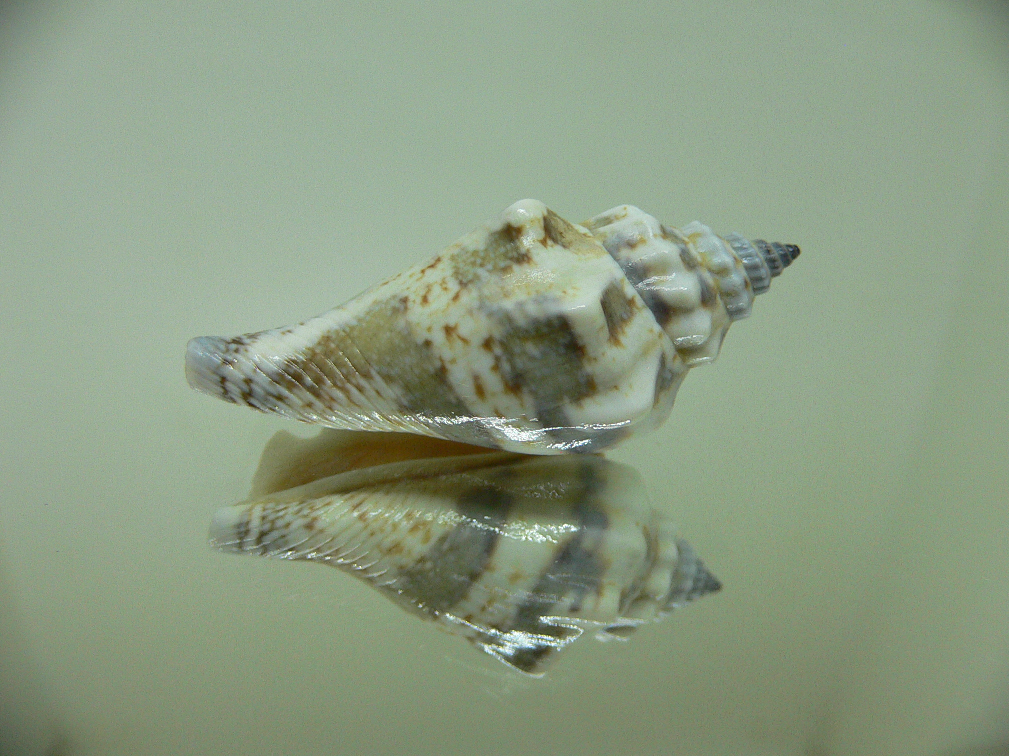 Strombus urceus incisum + labiatum