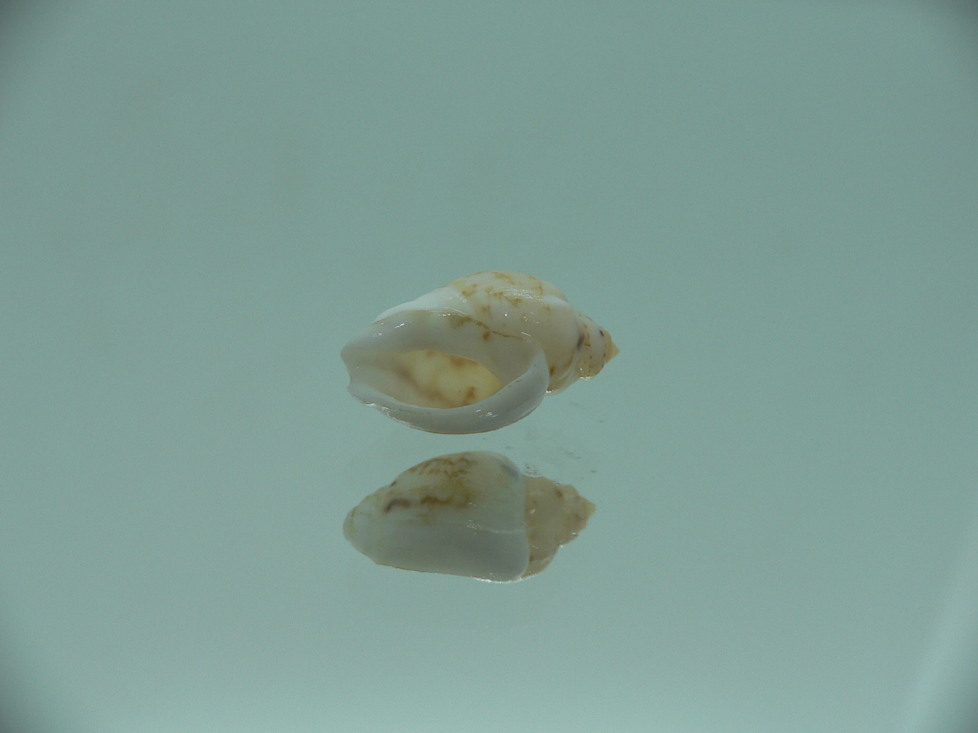 Nassodonta dorri (Oligohalinophila dorri) COLOR & BIG