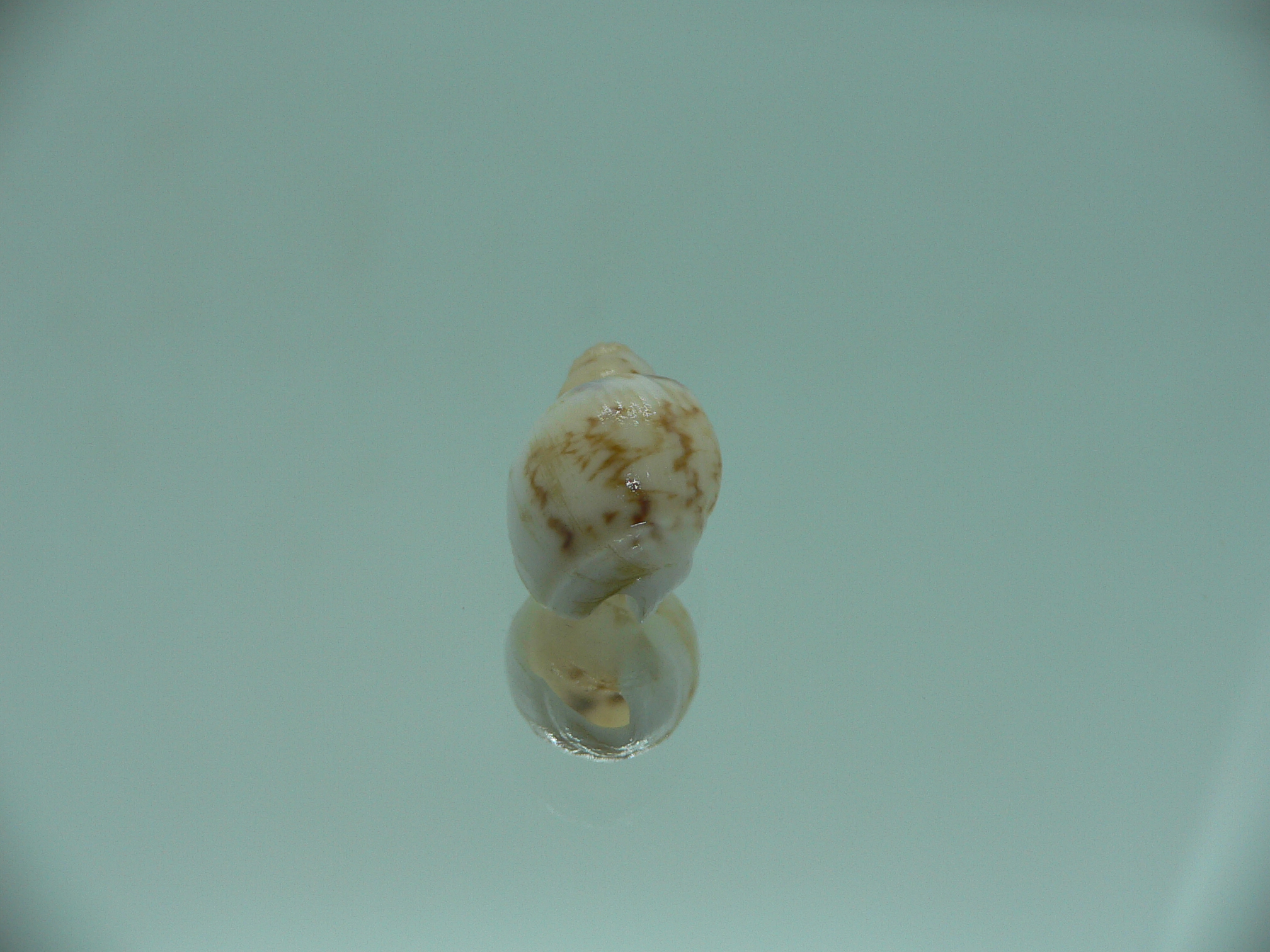 Nassodonta dorri (Oligohalinophila dorri) COLOR & BIG